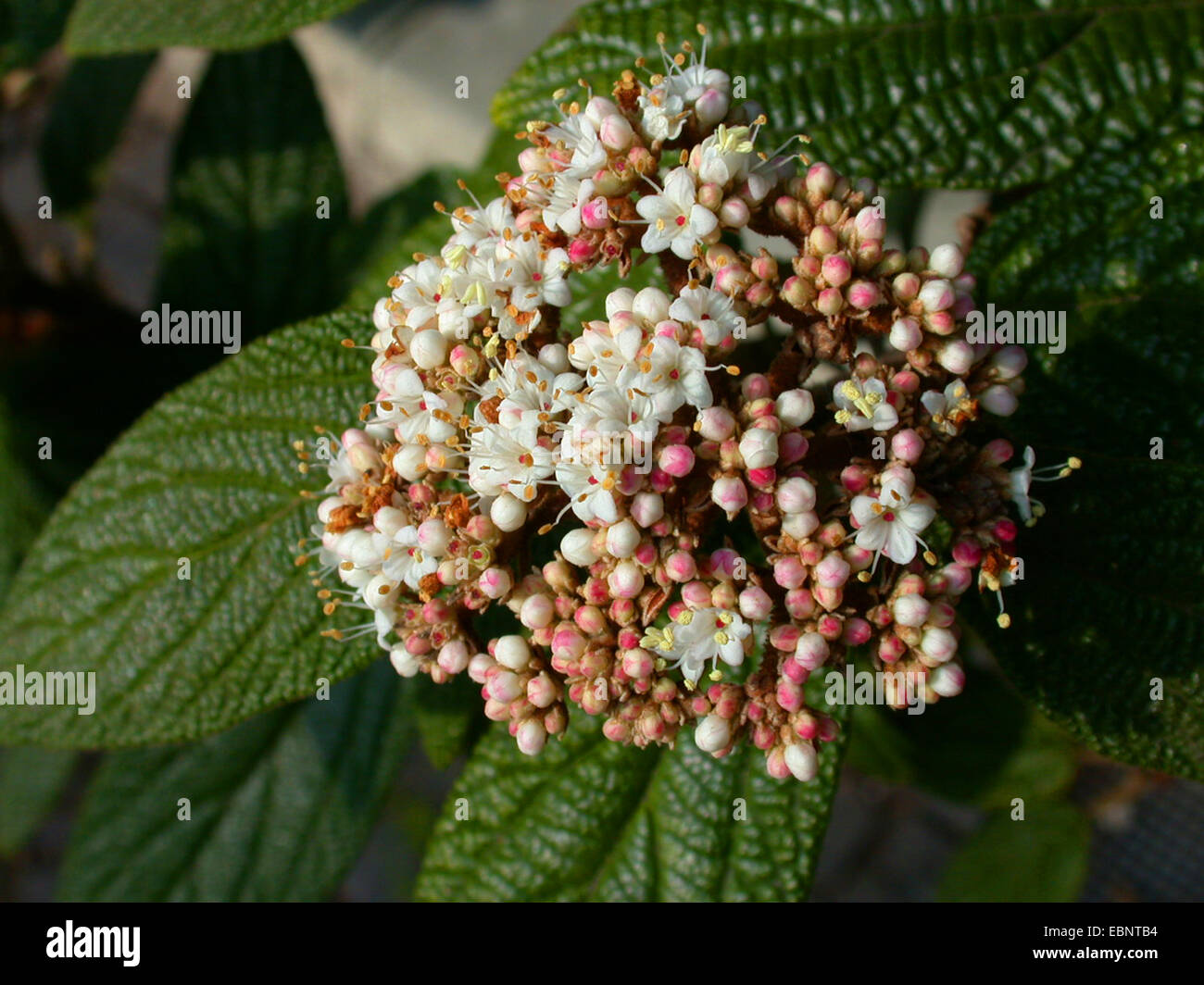 Viorne Viburnum rhytidophyllum (cassandre), l'inflorescence Banque D'Images