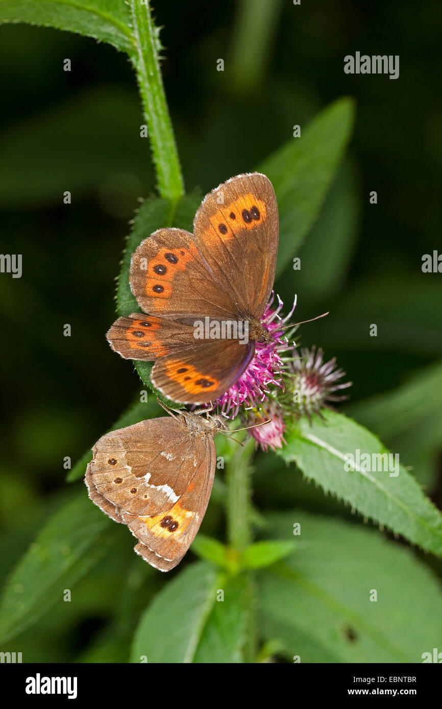 Arran brown, Erebia ligea (un papillon), assis sur une usine, Allemagne Banque D'Images
