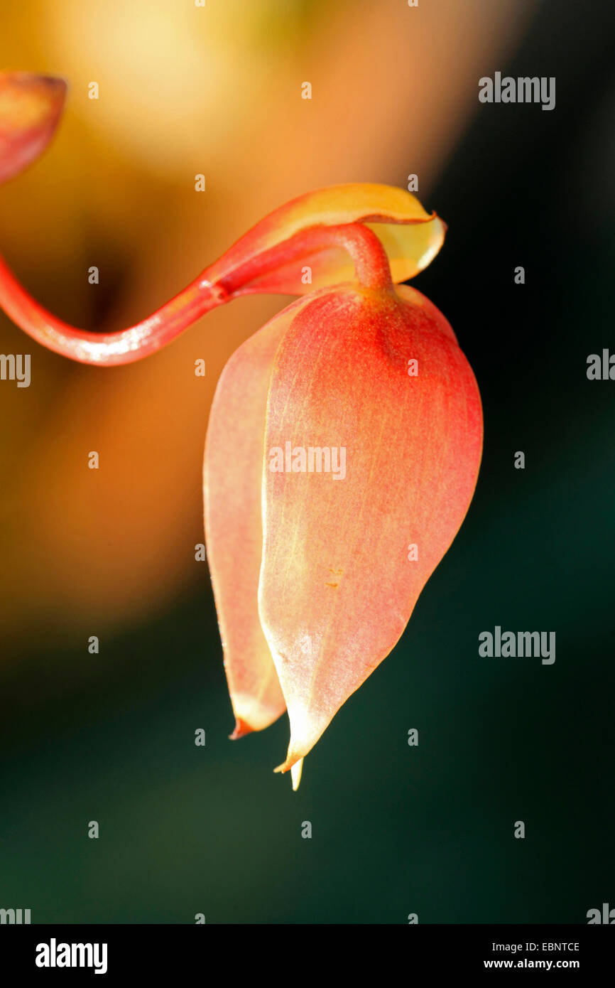 Heliamphora heterodoxa pitcher (soleil), fleur Banque D'Images