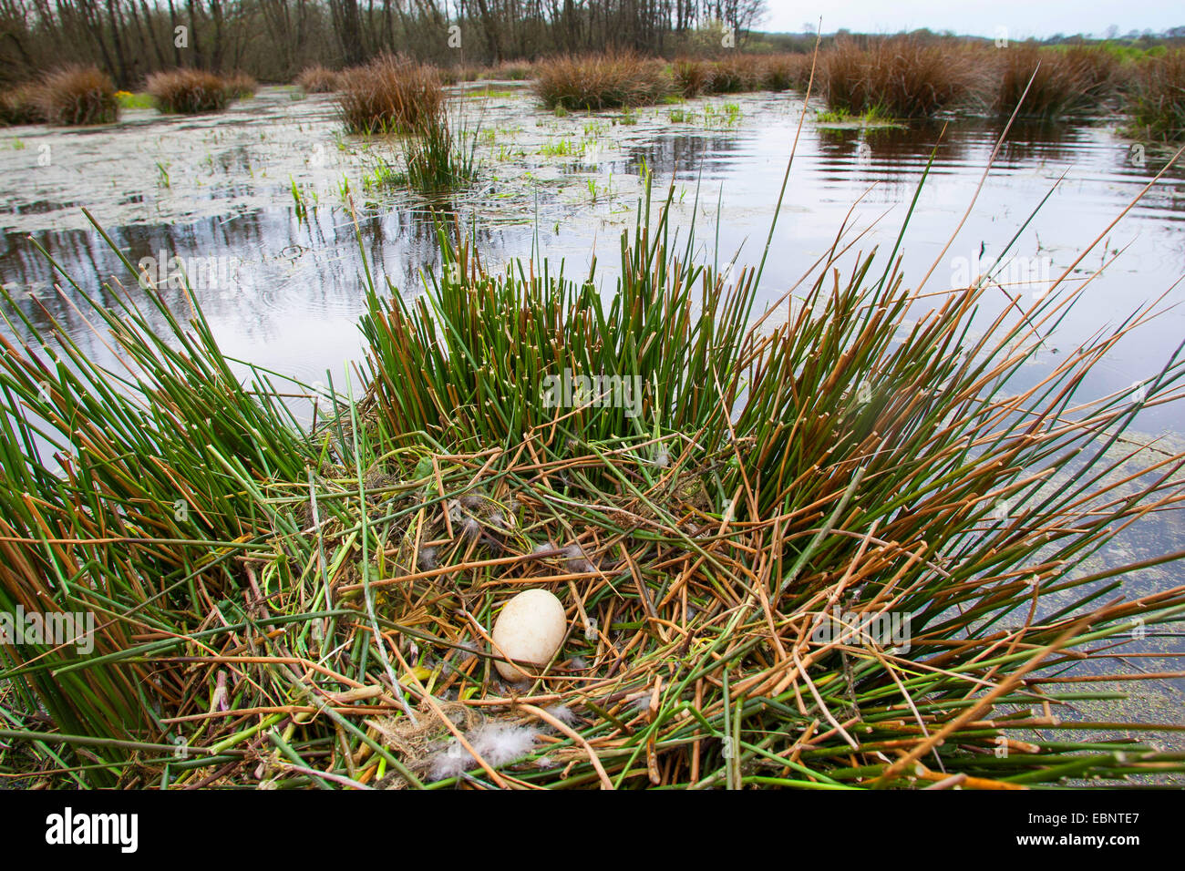 Oie cendrée (Anser anser), seul oeuf dans un nid à un lac, Allemagne Banque D'Images