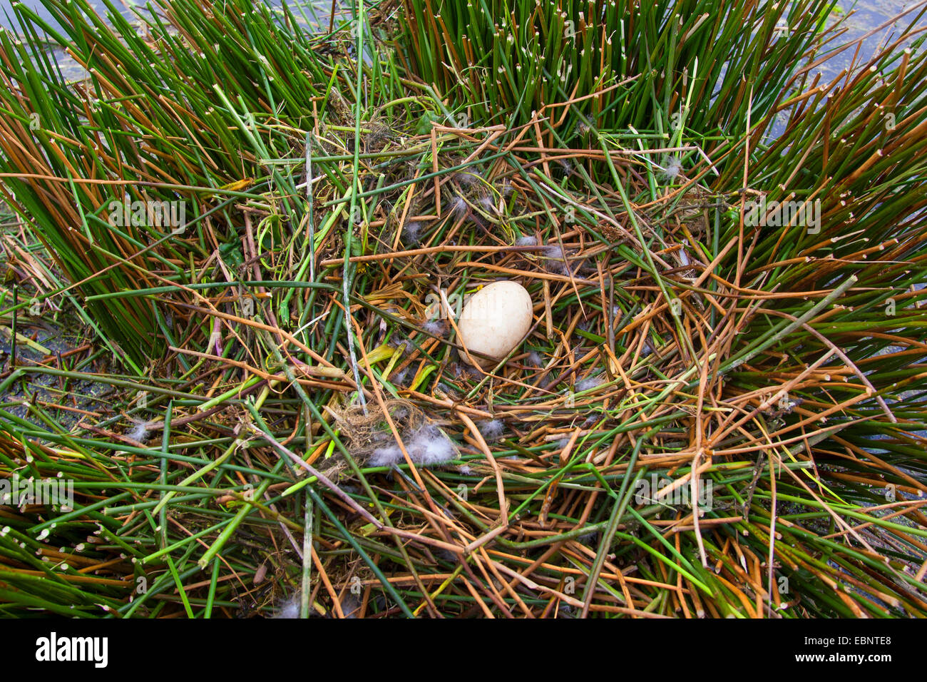 Oie cendrée (Anser anser), seul l'oeuf dans un nid, Allemagne Banque D'Images