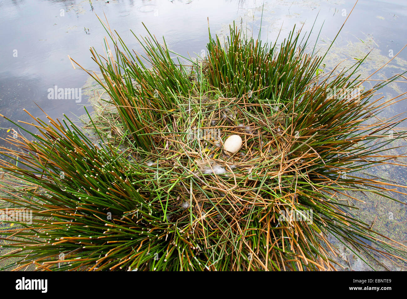 Oie cendrée (Anser anser), seul l'oeuf dans un nid, Allemagne Banque D'Images