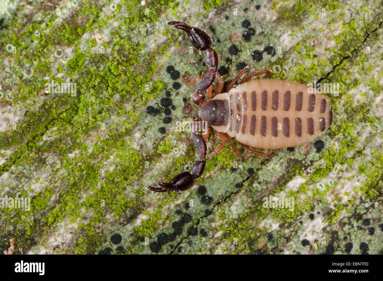 Pseudoscorpion, faux scorpion (Pseudoscorpiones), d'un grand angle de vue, Allemagne Banque D'Images