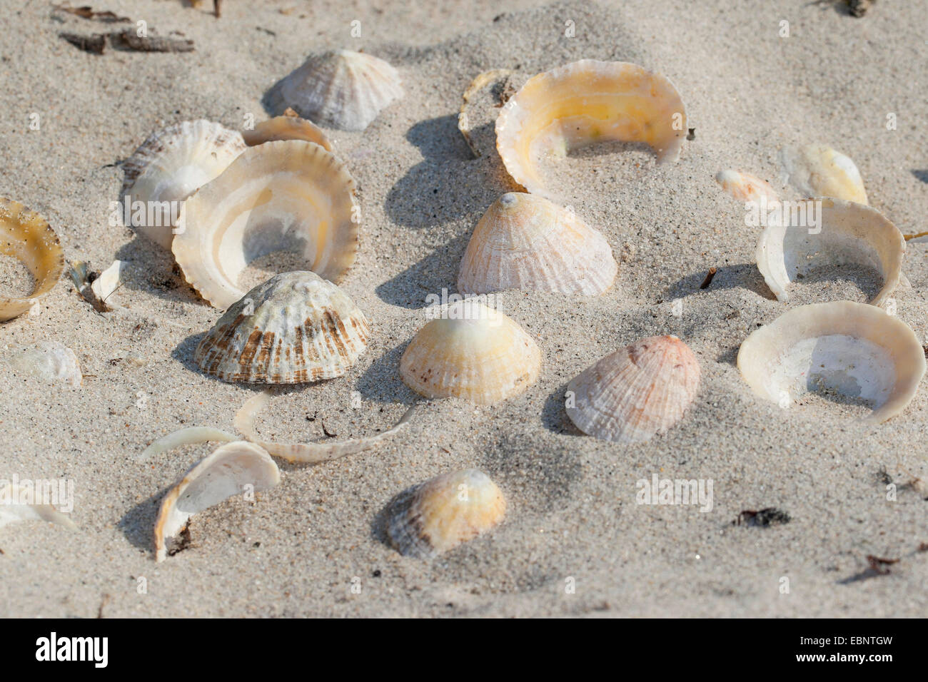 Patelle commune, politique européenne (patelle Patella vulgata), rejetées shelps couché dans le sable, Allemagne Banque D'Images