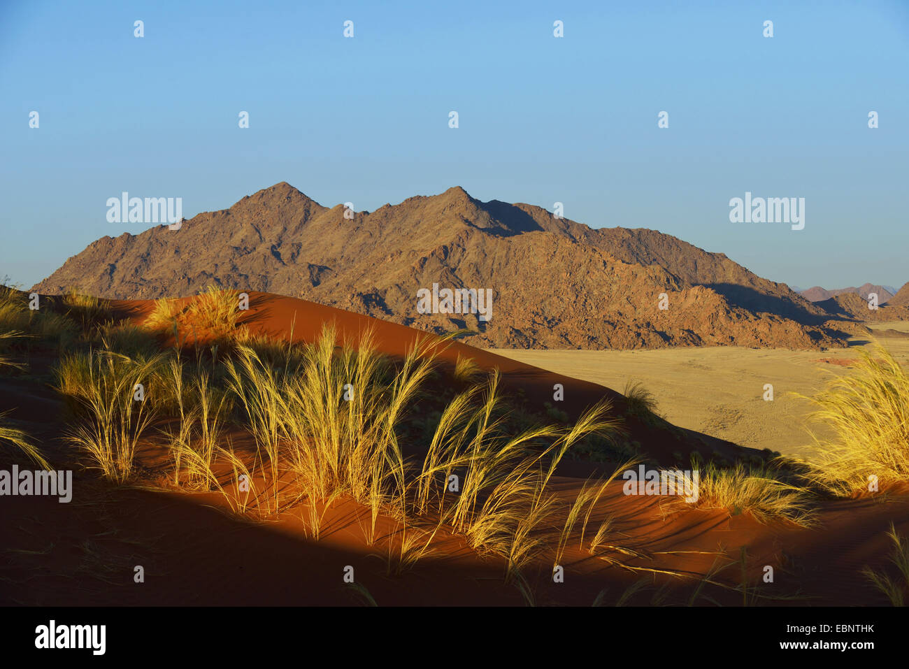 L'herbe dans le désert de Sossusvlei, Namibie, le Parc National Namib Naukluft Banque D'Images