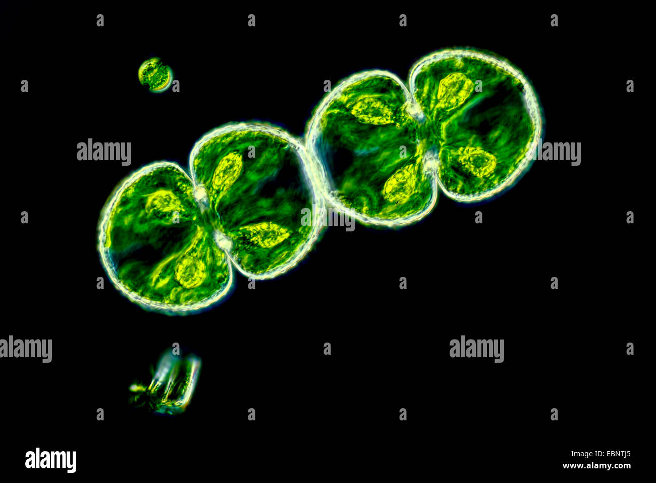 Cosmarium Cosmarium (spec.), algues vertes en fond noir Banque D'Images