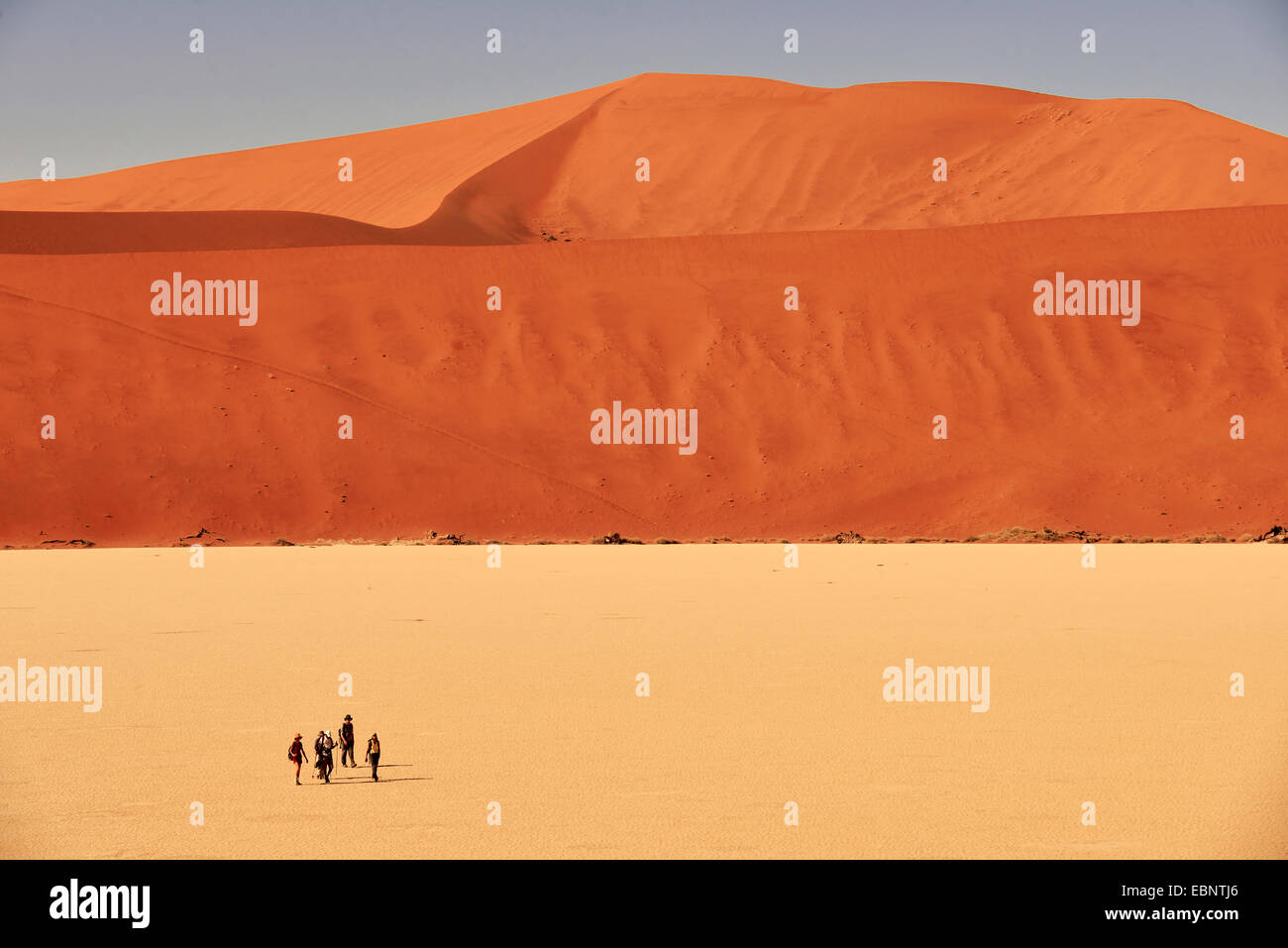 Les randonneurs dans les arbres morts dans le désert de la vallée de Sossusvlei, Namibie, le Parc National Namib Naukluft Banque D'Images