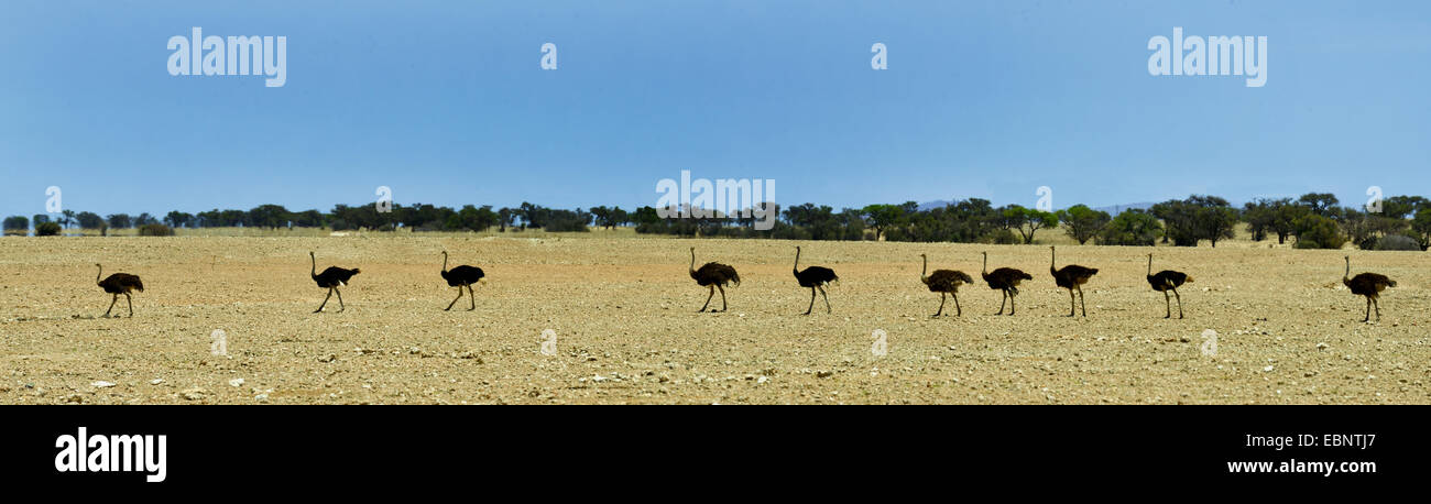 Le sud de l'autruche (Struthio camelus australis, Struthio australis), groupe d'autruches dans le désert, la Namibie, le Parc National Namib Naukluft Banque D'Images