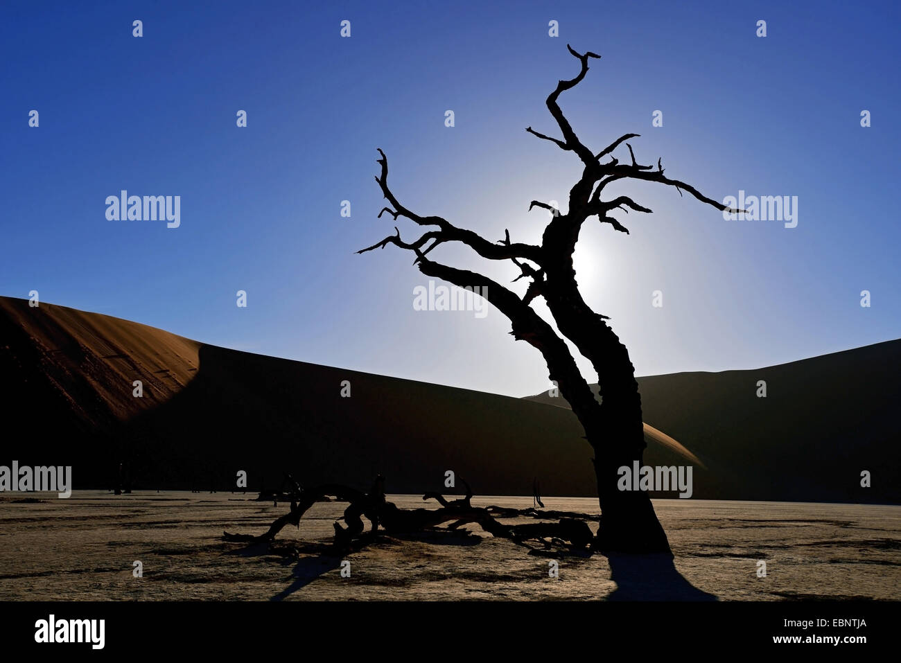 Les arbres morts dans le désert de la vallée de Sossusvlei, Namibie, le Parc National Namib Naukluft Banque D'Images