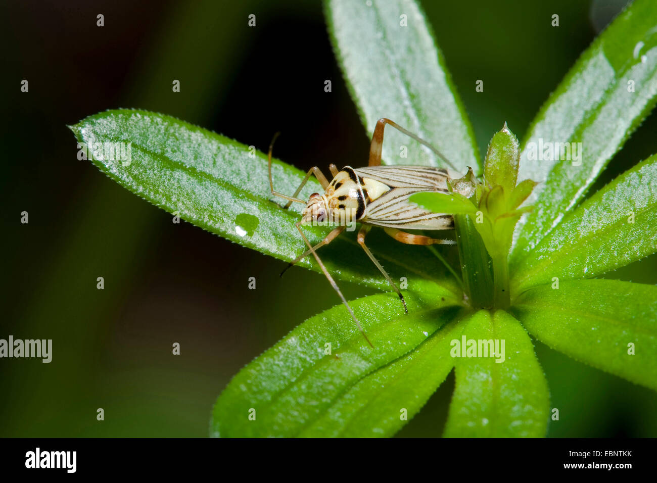 (Rhabdomiris striatellus Bug de chêne), sur une feuille, Allemagne Banque D'Images