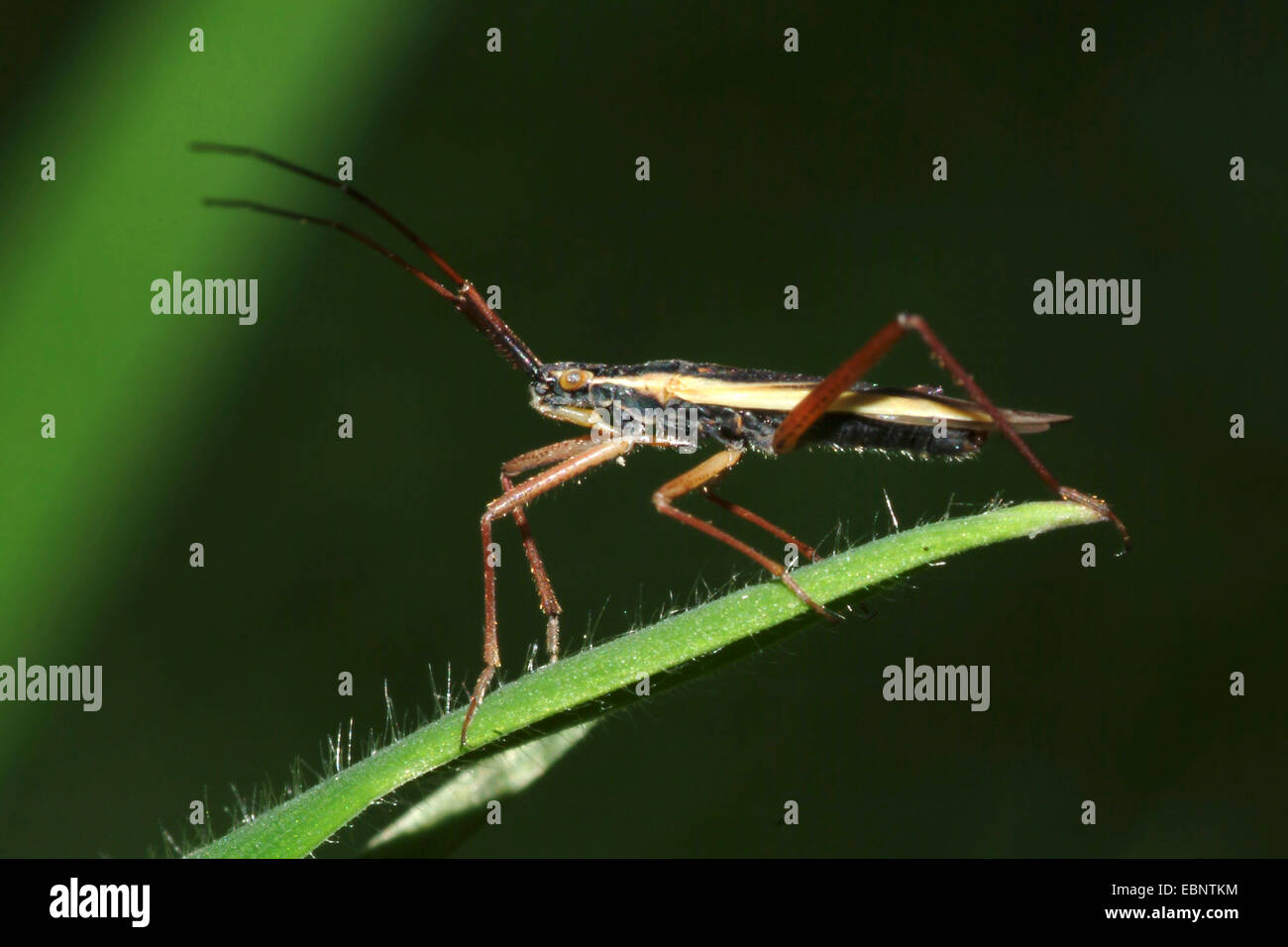 Bug de la capside (Notostira spec.), assis sur une feuille, Allemagne Banque D'Images