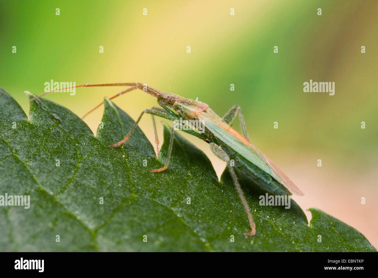 L'herbe commune bug (Stenodema laevigata), sur une feuille, Allemagne Banque D'Images