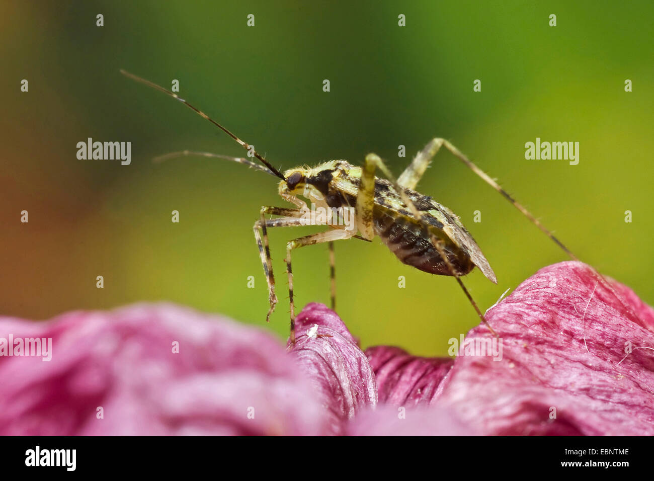 L'herbe, bug (Phytocoris tiliae), sur une fleur, Allemagne Banque D'Images