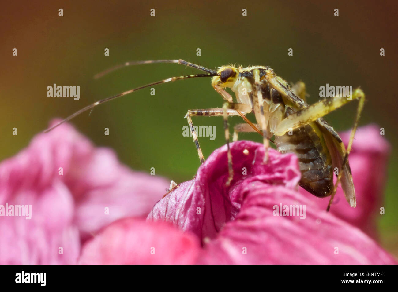 L'herbe, bug (Phytocoris tiliae), sur une fleur, Allemagne Banque D'Images