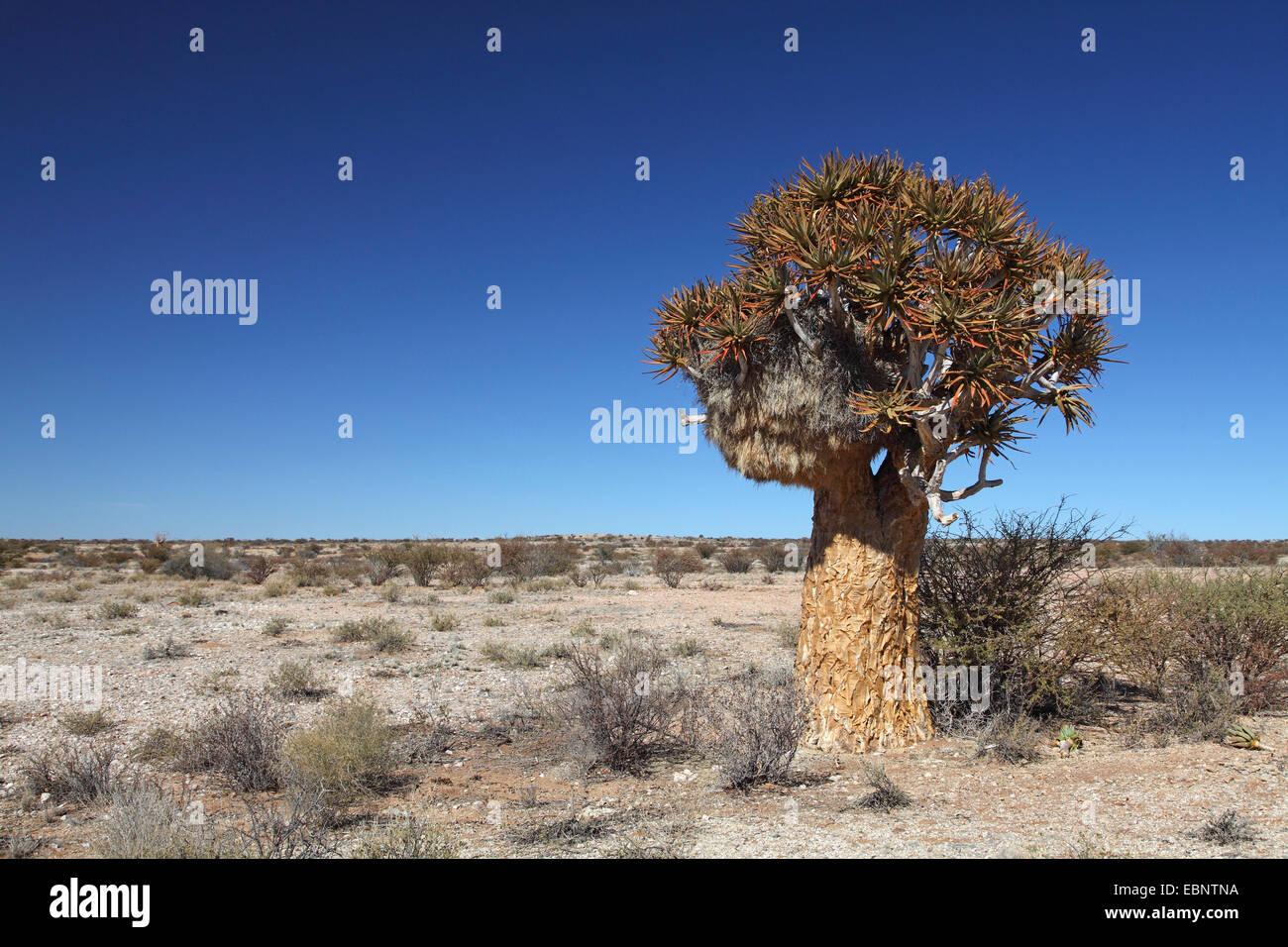 Kokerboom, Quivertree, Quiver Tree (Aloe dichotoma), Quivertree avec un grand nid de tisserands sociaux , Afrique du Sud, Parc National d'Augrabies Falls Banque D'Images