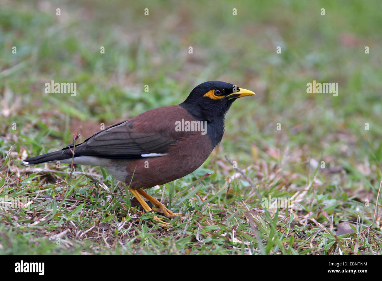 (Acridotheres tristis Mynah commun), assis sur le sol, l'Afrique du Sud, Sainte-Lucie Banque D'Images