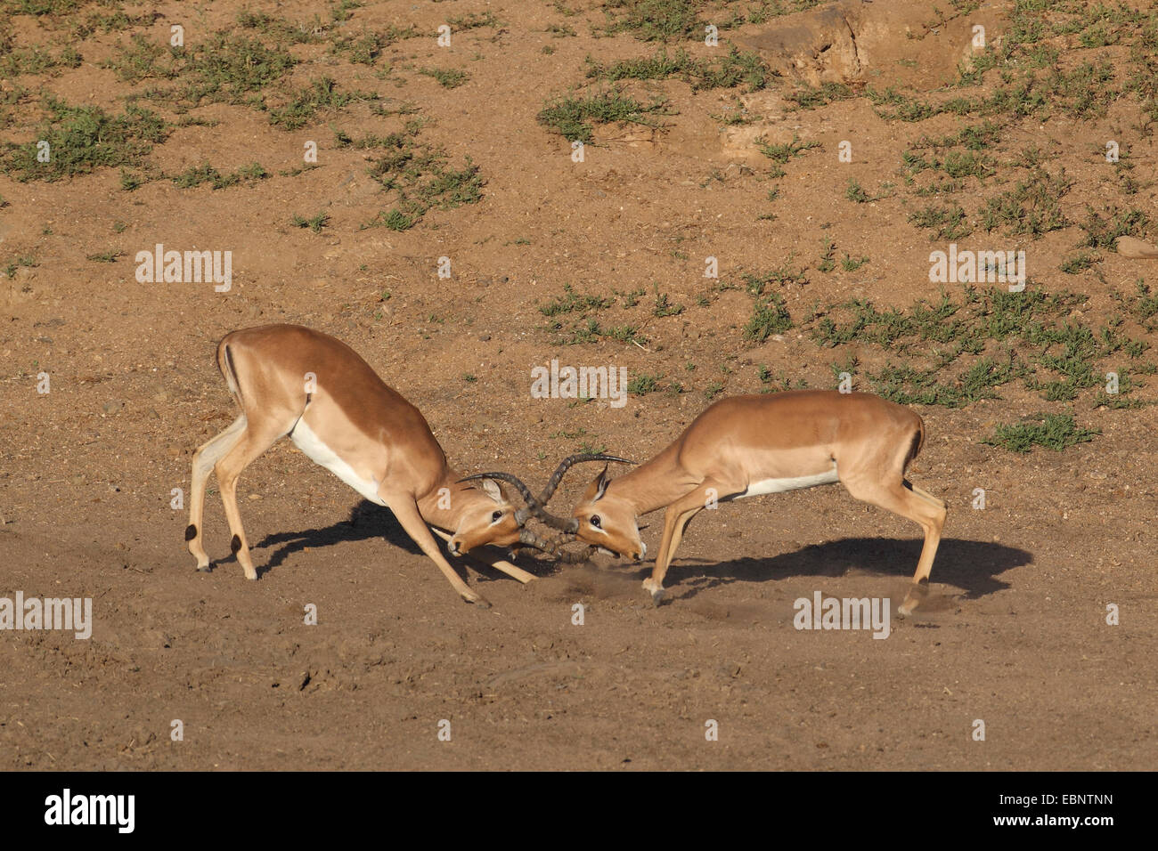 Impala (Aepyceros melampus), deux mâles, lutte contre l'Afrique du Sud, Kruger National Park Banque D'Images