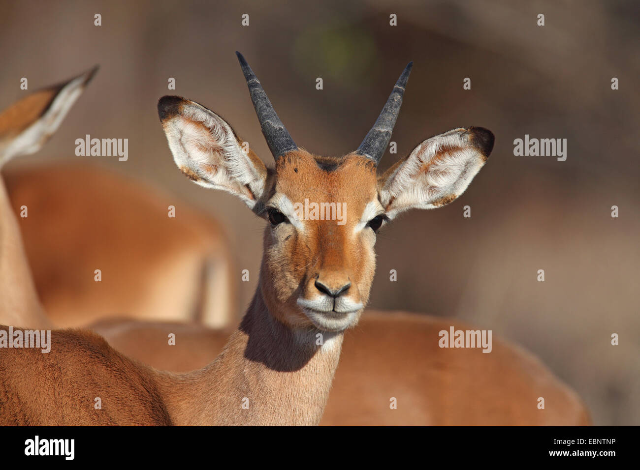 Impala (Aepyceros melampus), jeune homme, portrait, Afrique du Sud, Kruger National Park Banque D'Images