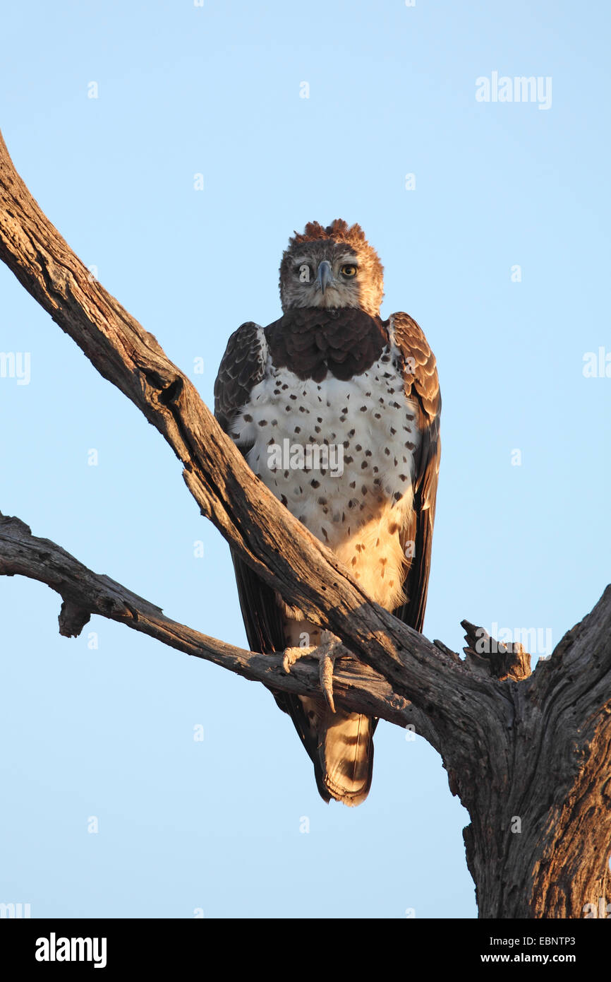 (Polemaetus bellicosus martial eagle, Hieraaetus bellicosus), adulte oiseau posé sur un arbre mort, Afrique du Sud, Kruger National Park Banque D'Images