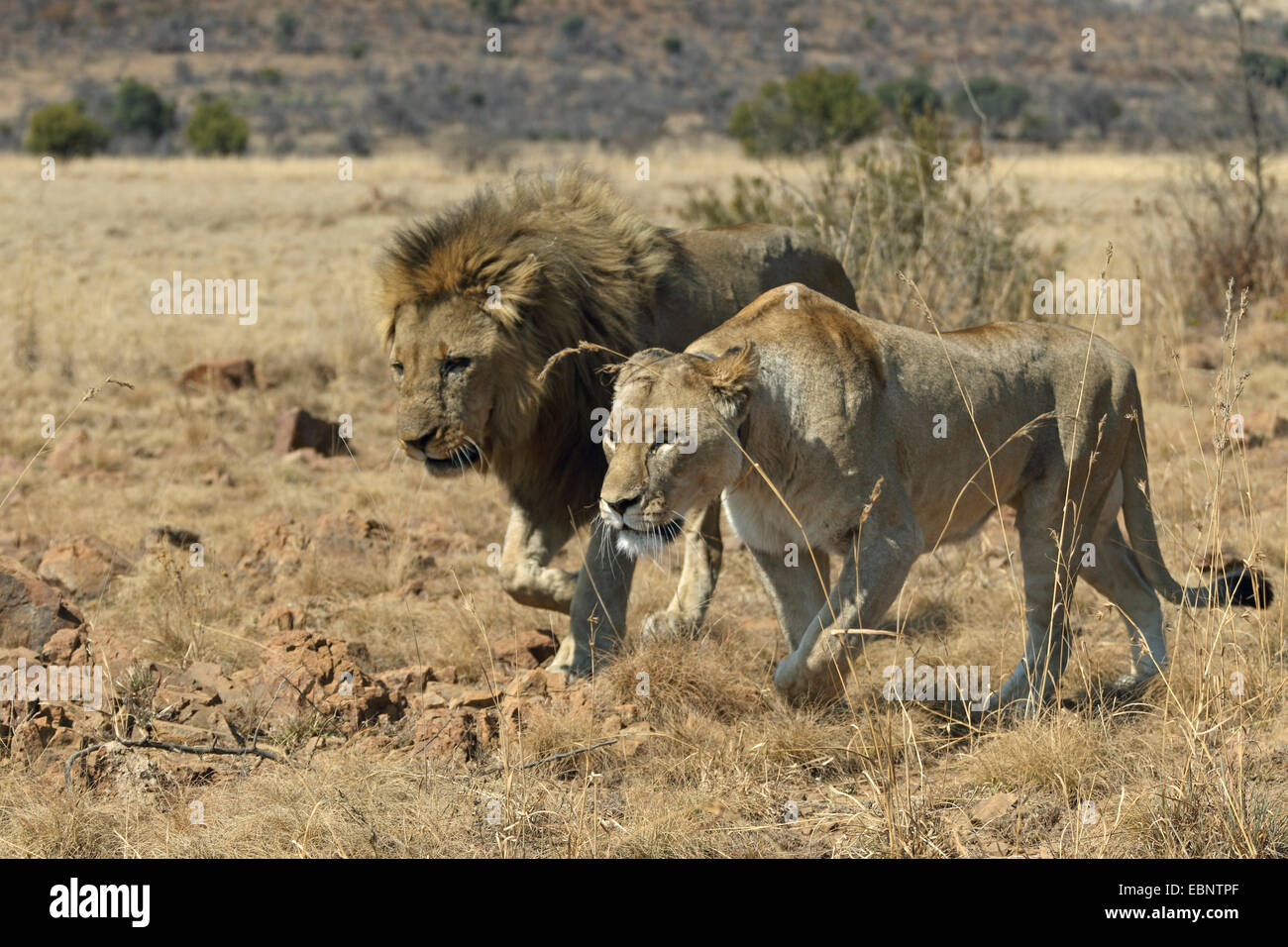 Lion (Panthera leo), hommes et femmes marchant côte à côte, Afrique du Sud, le Parc National de Pilanesberg Banque D'Images