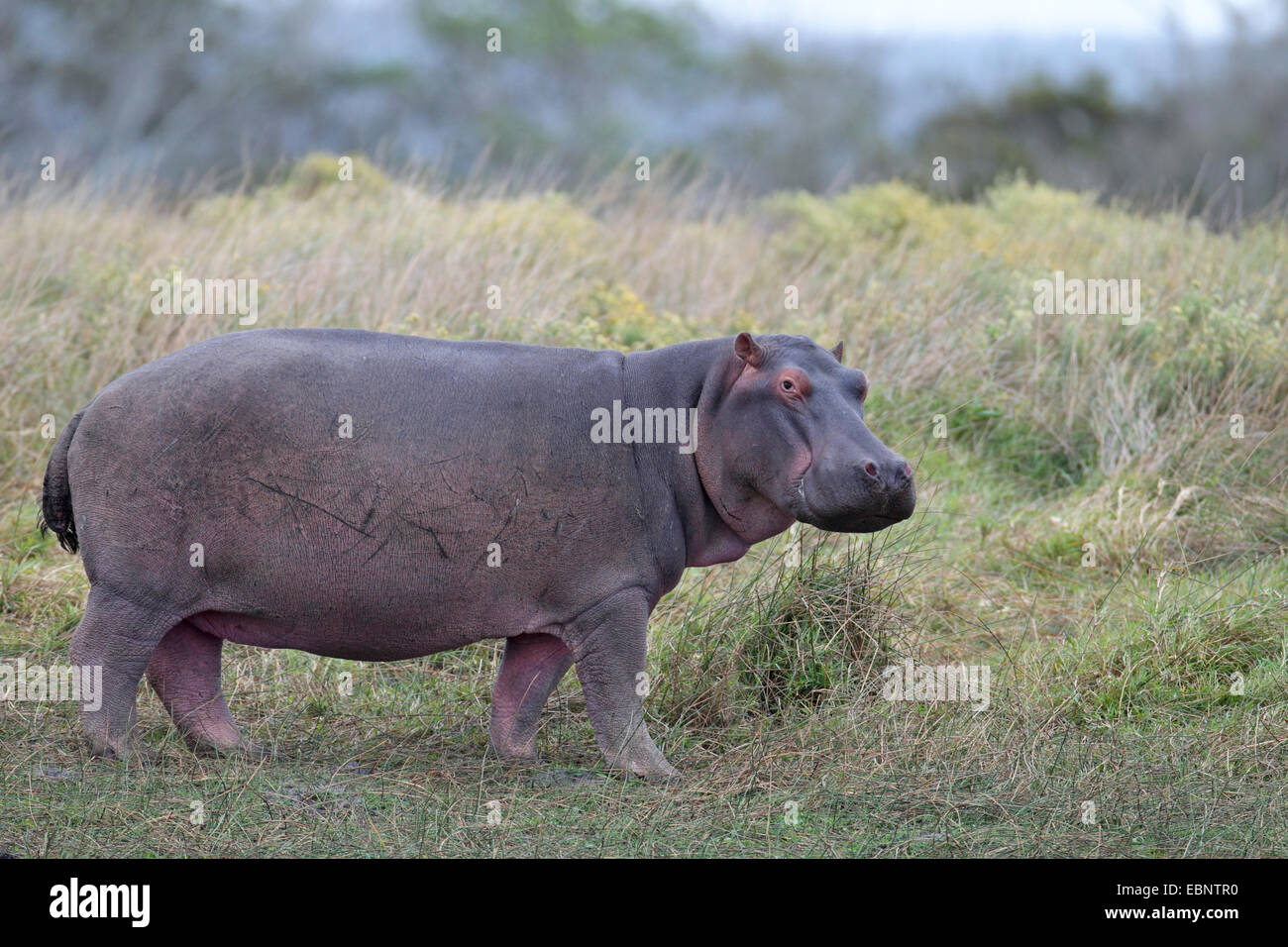 Hippopotame, hippopotame, hippopotame commun (Hippopotamus amphibius), Comité permanent sur les herbages au bord d'un lac, l'Afrique du Sud, Sainte-Lucie Wetland Park Banque D'Images