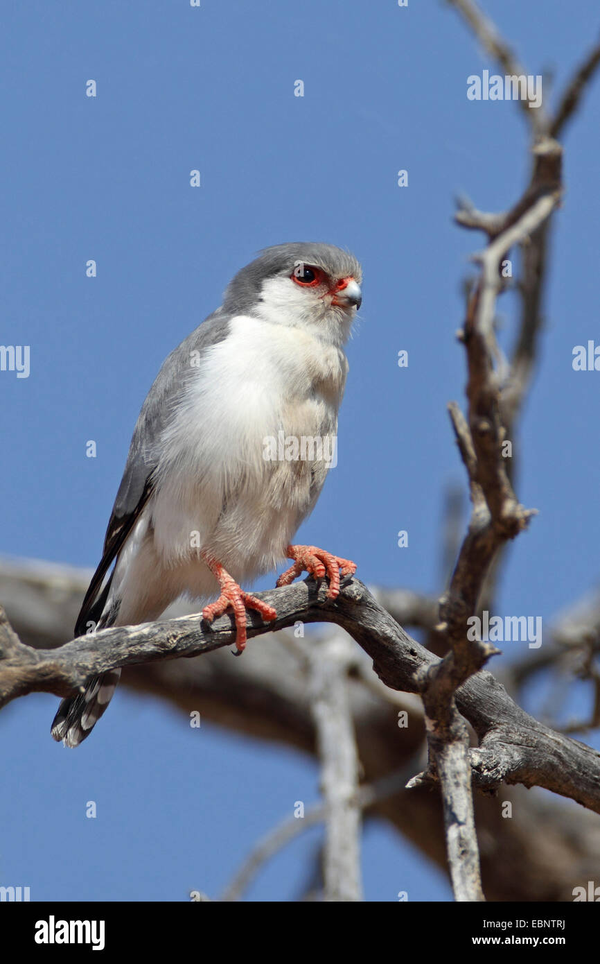 Falcon pygmées d'Afrique (Polihierax semitorquatus), assis sur un arbre mort, Afrique du Sud, Kgalagadi Transfrontier National Park Banque D'Images