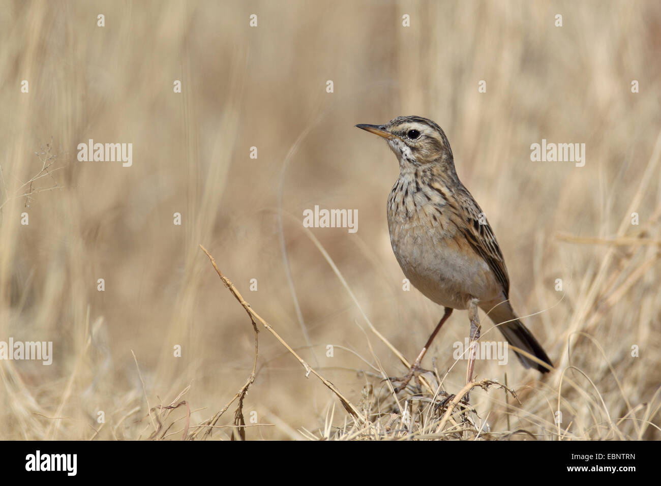 (Anthus cinnamomeus Pipit africain), debout sur le terrain, Afrique du Sud, Barberspan Sanctury Oiseaux Banque D'Images