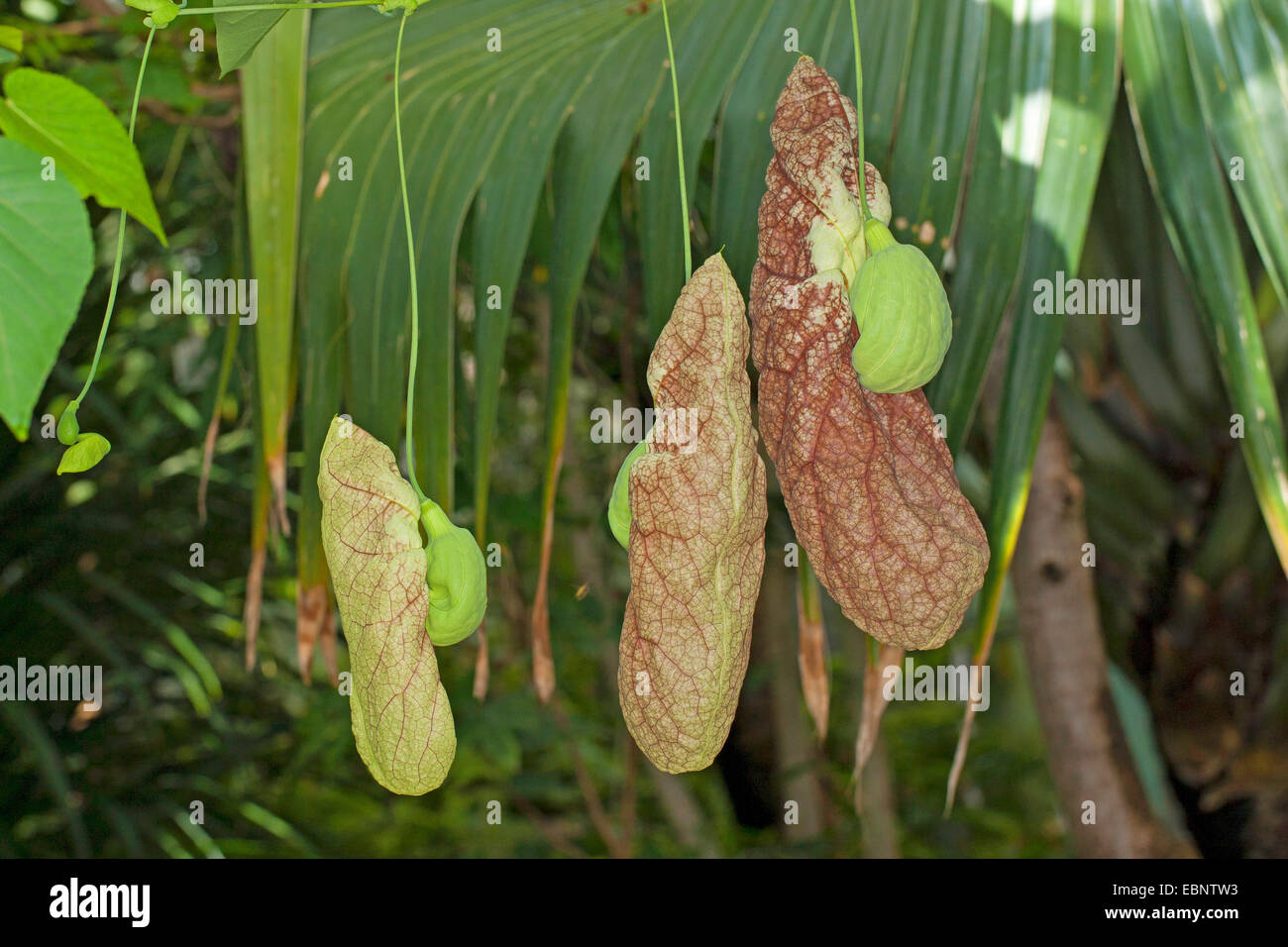 Dutchman's pipe géant, Dutchman's pipe géant, fleur, fleur de Pelican Pelican, Pipevine (Aristolochia gigantea, l'aristoloche sylvicola), fleurs Banque D'Images