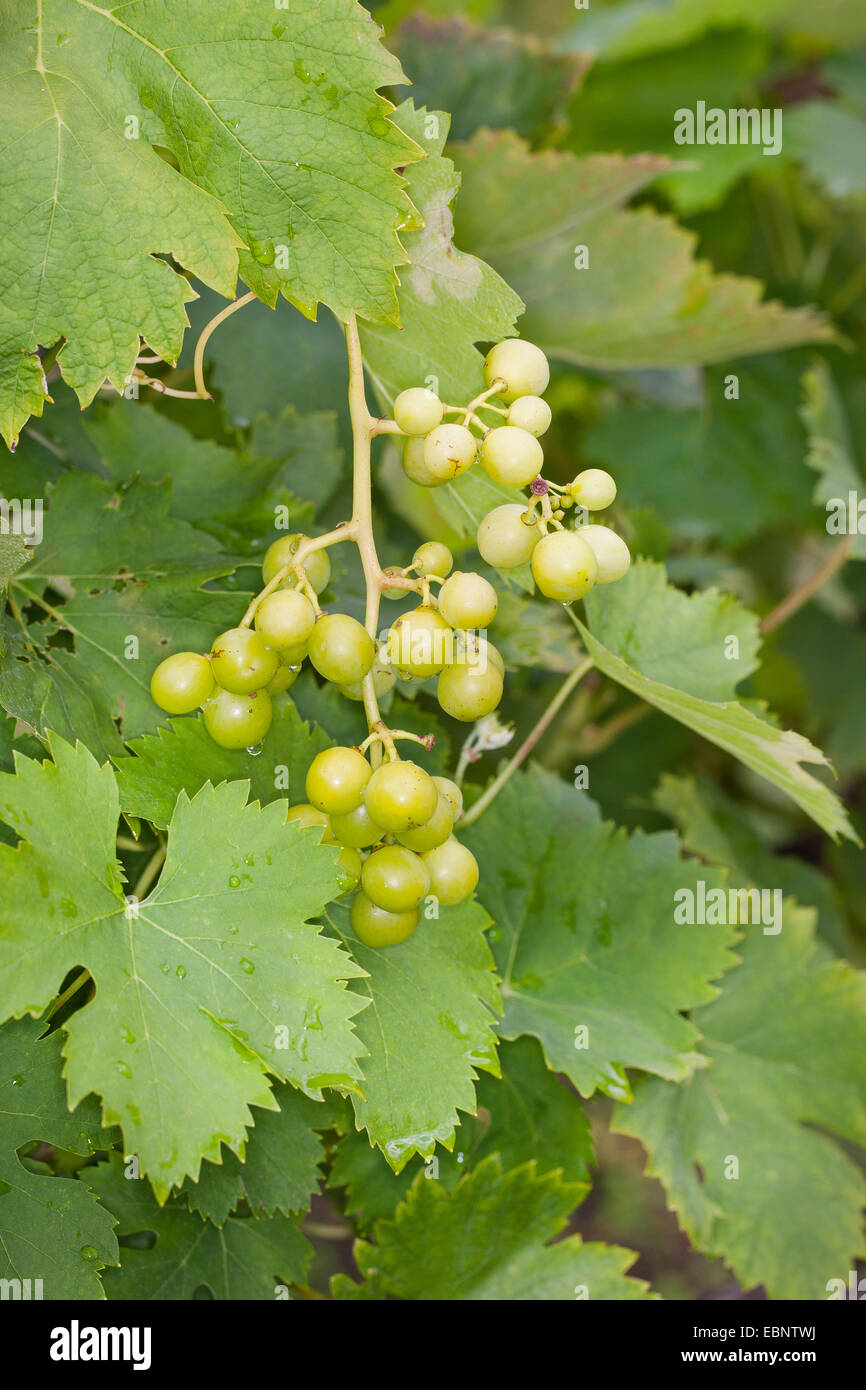 Vigne raisin, vigne (Vitis vinifera), avec des raisins, Allemagne Banque D'Images
