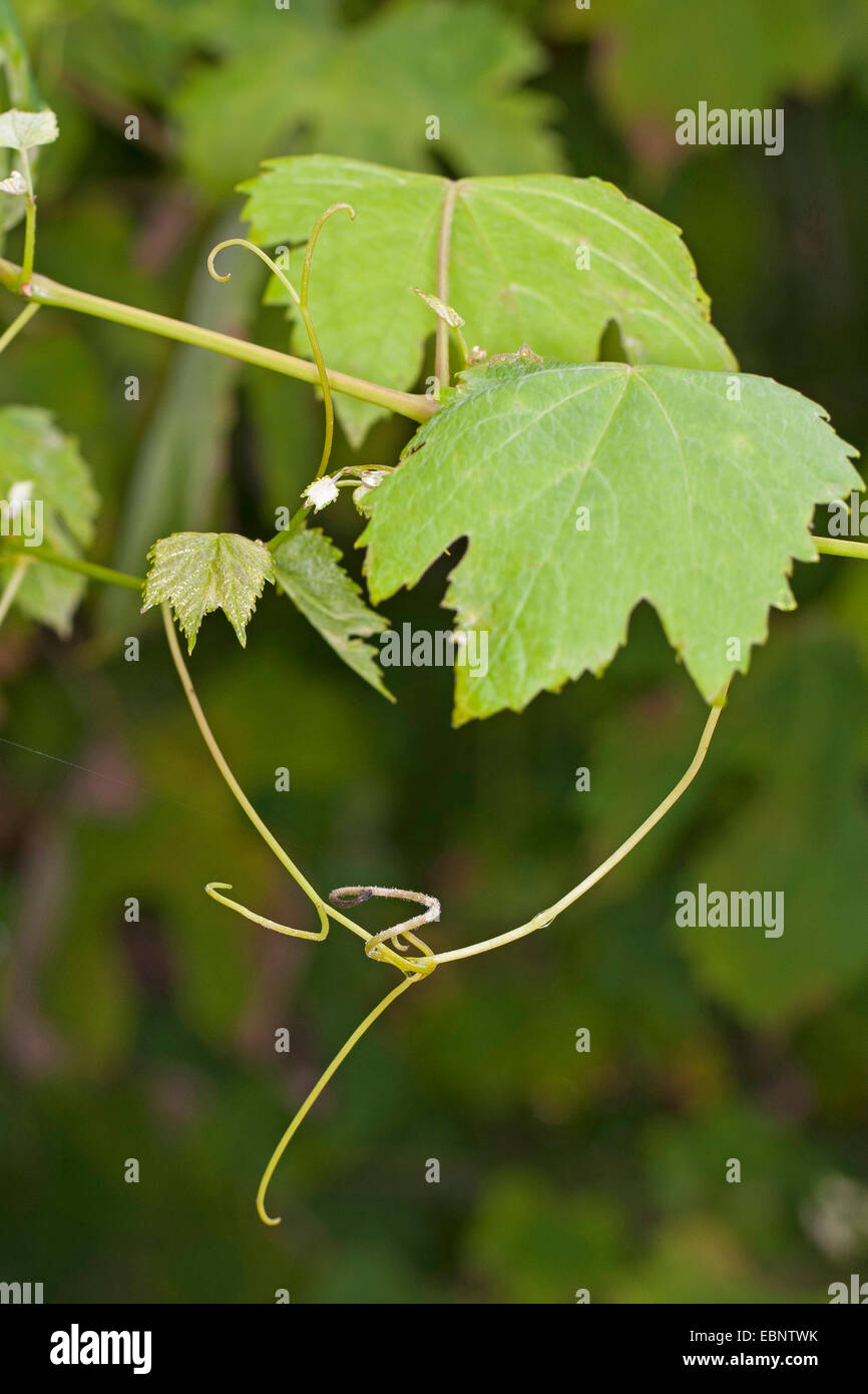 Vigne raisin, vigne (Vitis vinifera), les feuilles, l'Allemagne et la vrille Banque D'Images