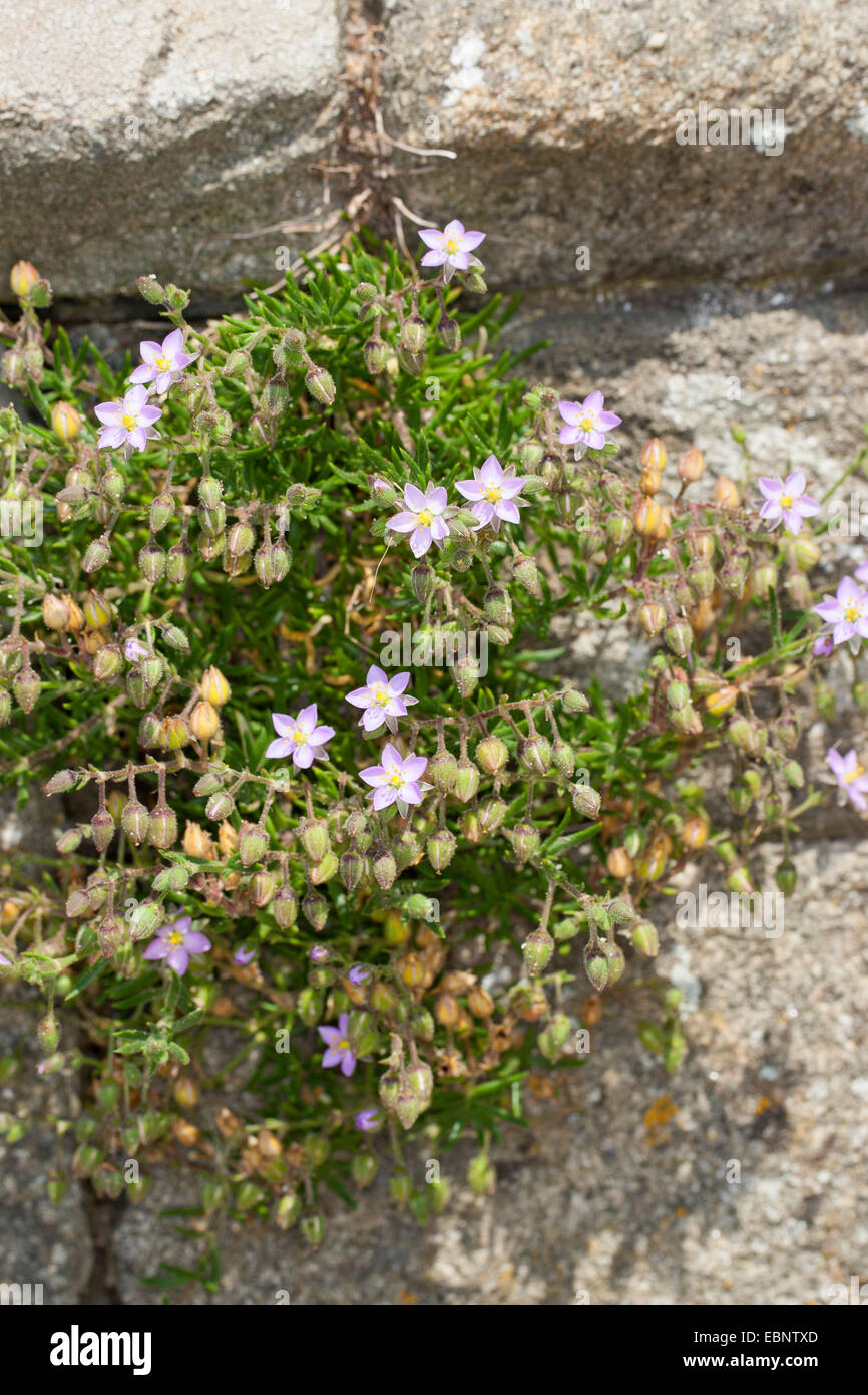 Rock Sea-spargoute des champs, spargoute des champs, Sandspurry Rock Sea (Spergularia rupicola, Spergula rupicola, Spergularia rupestris), qui fleurit sur un rocher côtier Banque D'Images