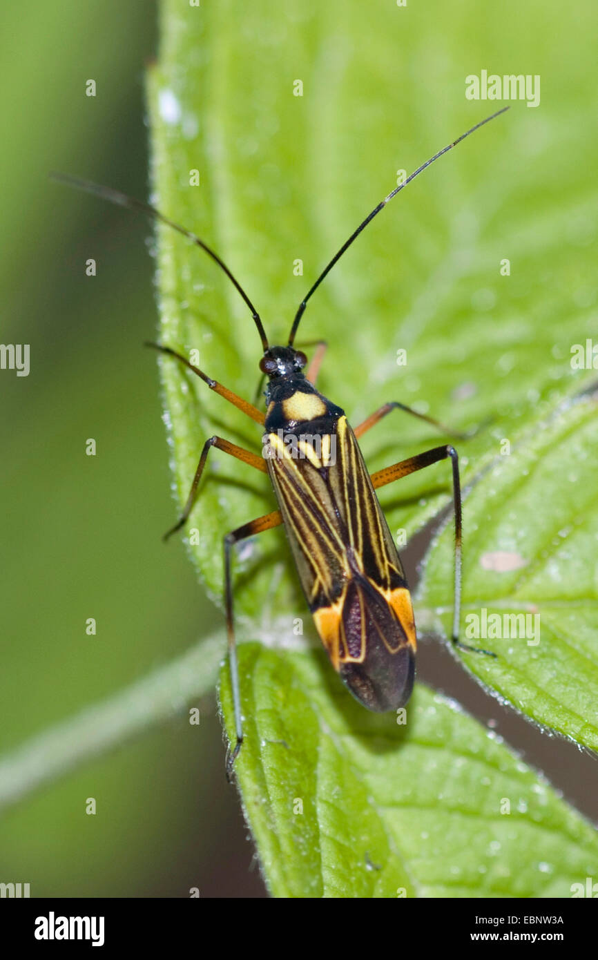 Bug (Miris striatus), assis sur une feuille, Allemagne Banque D'Images
