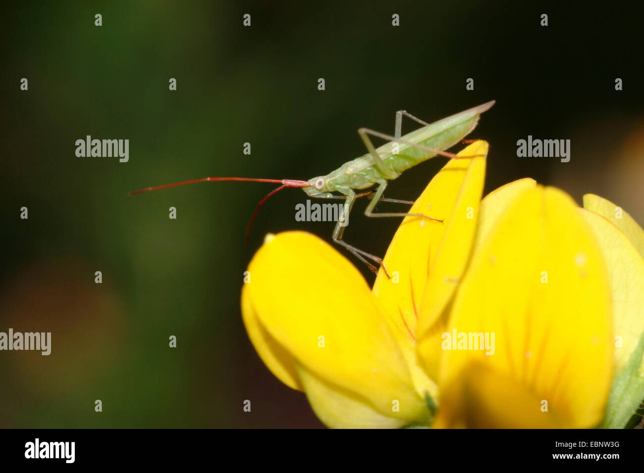 Bug de la capside (Trigonotylus spec.), sur fleur jaune, Allemagne Banque D'Images