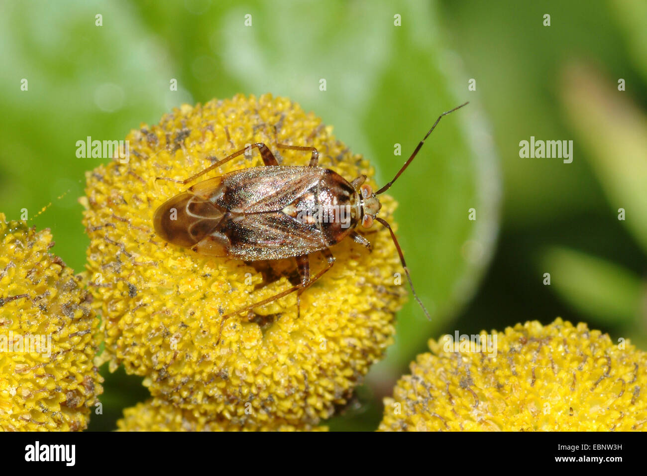 La punaise terne (Lygus rugulipennis), sur fleur jaune, Allemagne Banque D'Images