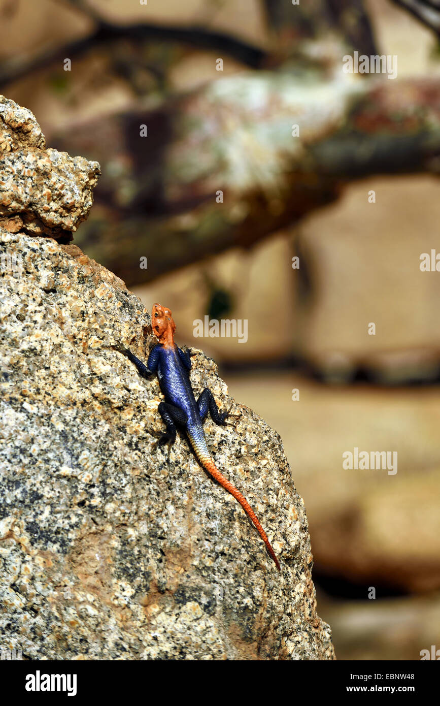 Agama commun, rock à tête rouge (Agama agama agama), homme en coloration nuptiale assis sur une pierre, la Namibie, Spitzkoppe Banque D'Images