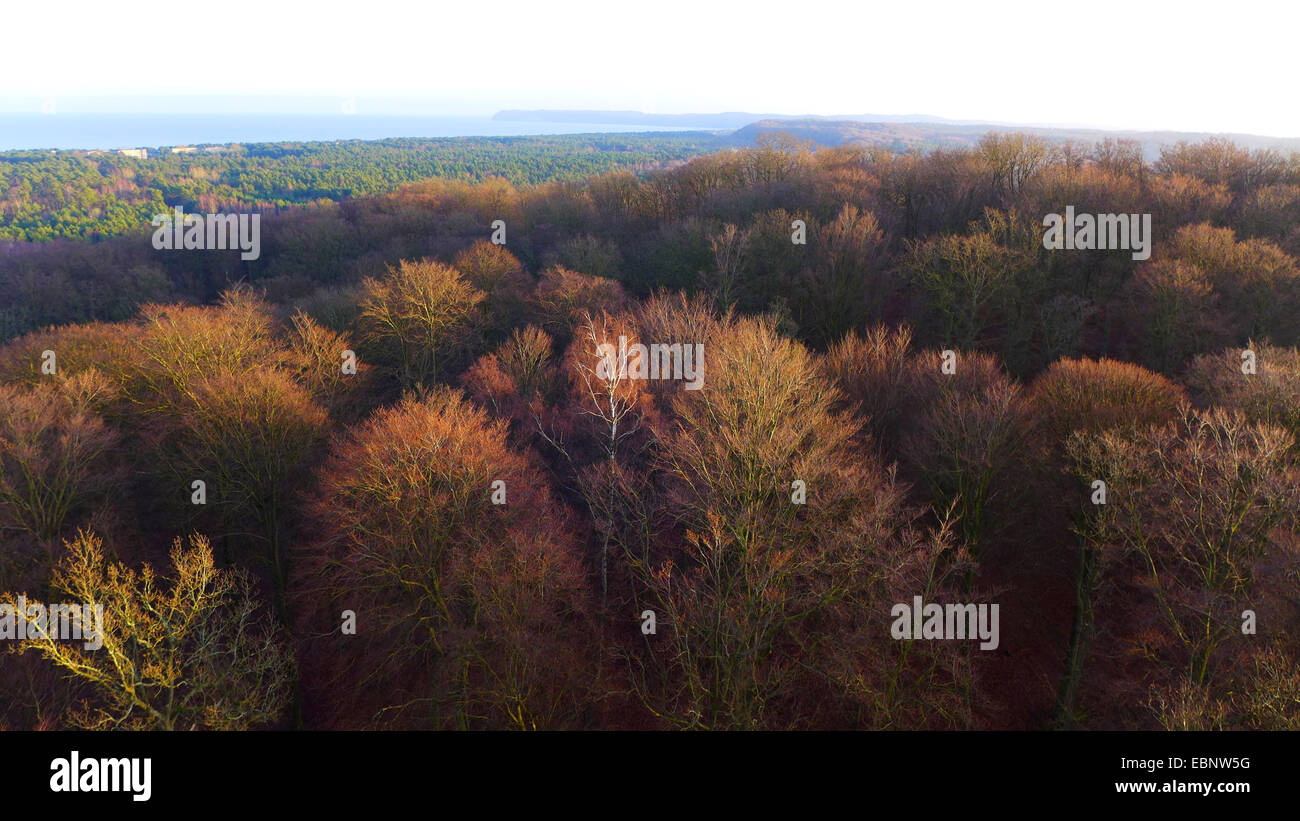 Vue du chemin de la cime de la forêt de feuillus en hiver, la mer Baltique en arrière-plan, l'Allemagne, de Mecklembourg-Poméranie occidentale, Ruegen, Tematec Banque D'Images