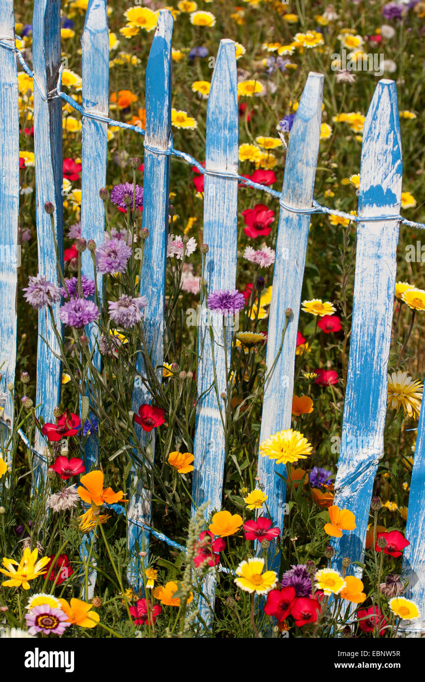 Pré des fleurs colorées avec le lin écarlate, jardin-pot marigold et bleu picket fence, Allemagne Banque D'Images