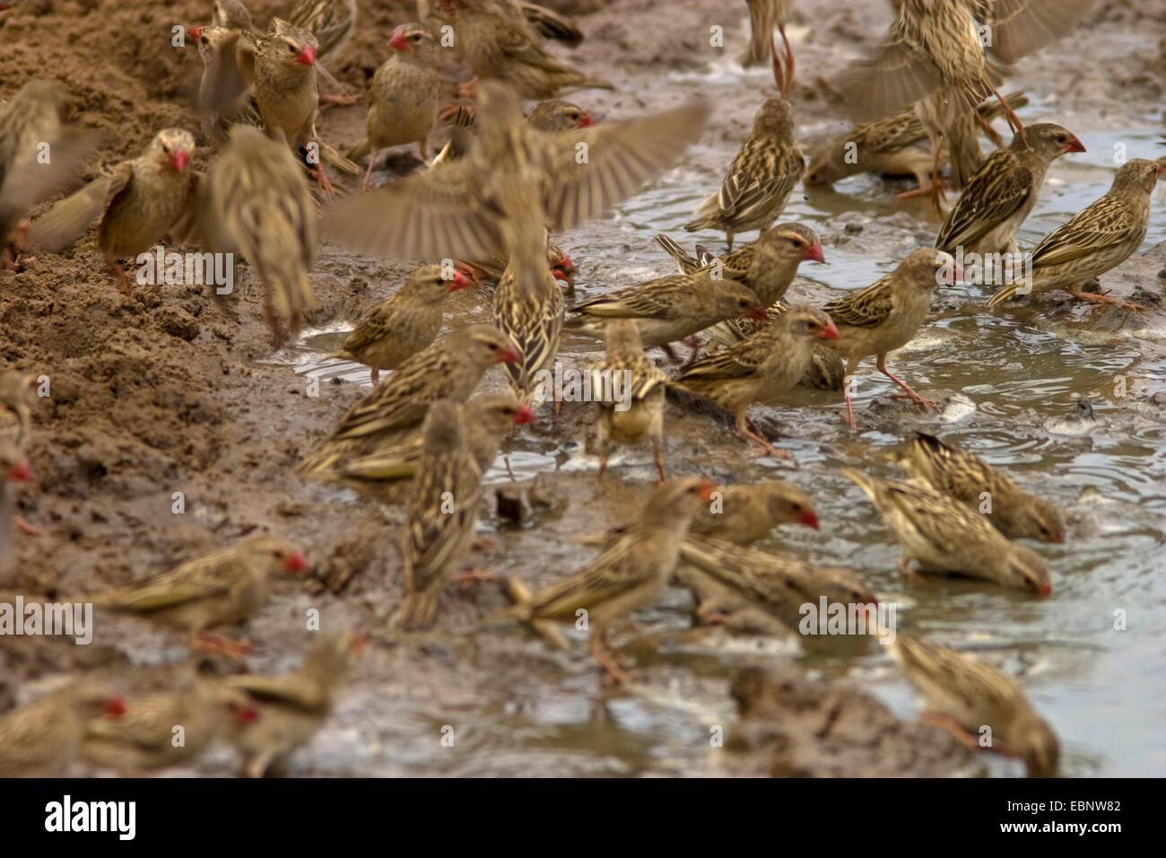Quéléa à bec rouge (quelea Quelea), boire de l'eau, à l'Afrique du Sud, Kwazulu-Natal, Mkuze Game Reserve Banque D'Images