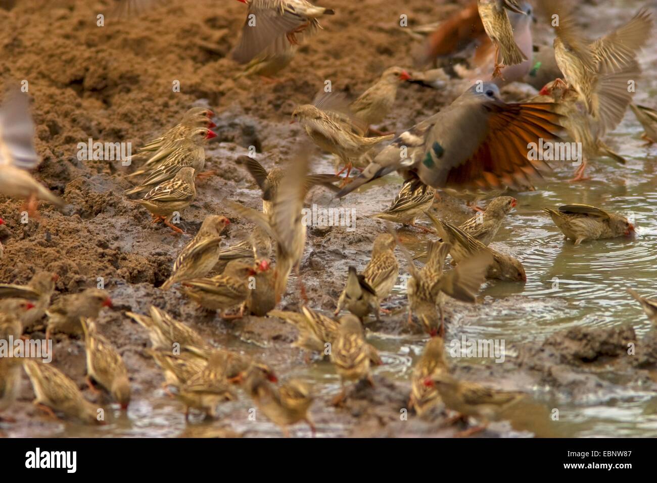 Quéléa à bec rouge (quelea Quelea), boire de l'eau, à l'Afrique du Sud, Kwazulu-Natal, Mkuze Game Reserve Banque D'Images