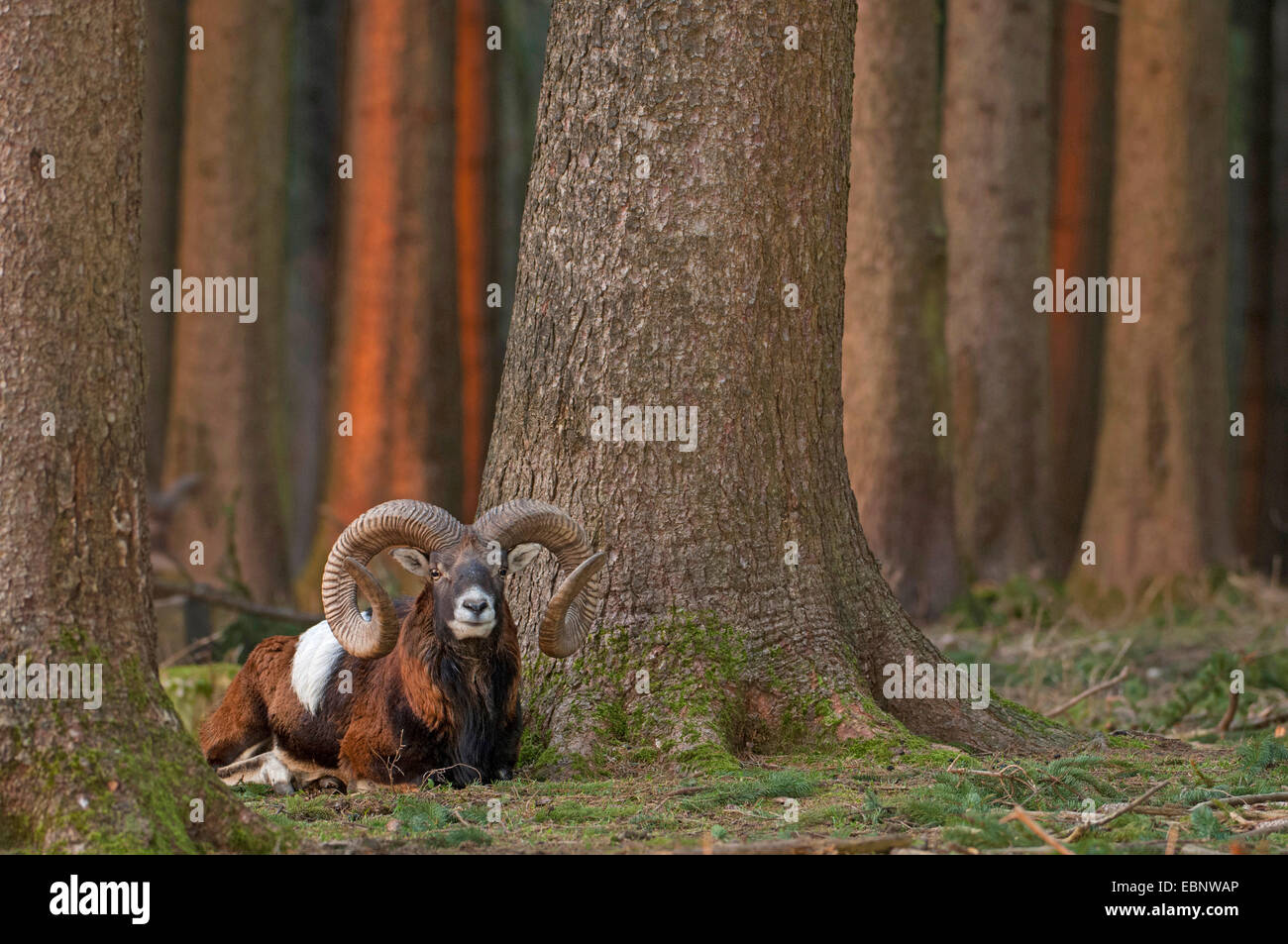 Mouflon (Ovis musimon, Ovis gmelini musimon, Ovis orientalis musimon), homme couché dans une forêt entre les troncs des arbres, de l'Allemagne, de Bavière, de Poing Banque D'Images