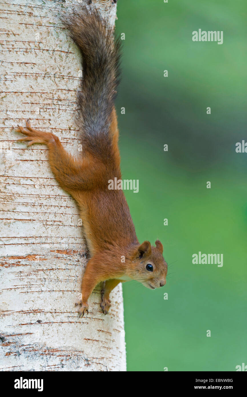 L'écureuil roux européen eurasien, l'écureuil roux (Sciurus vulgaris), descendre un tronc d'arbre, la Finlande, la Carélie, Suomussalmi Banque D'Images