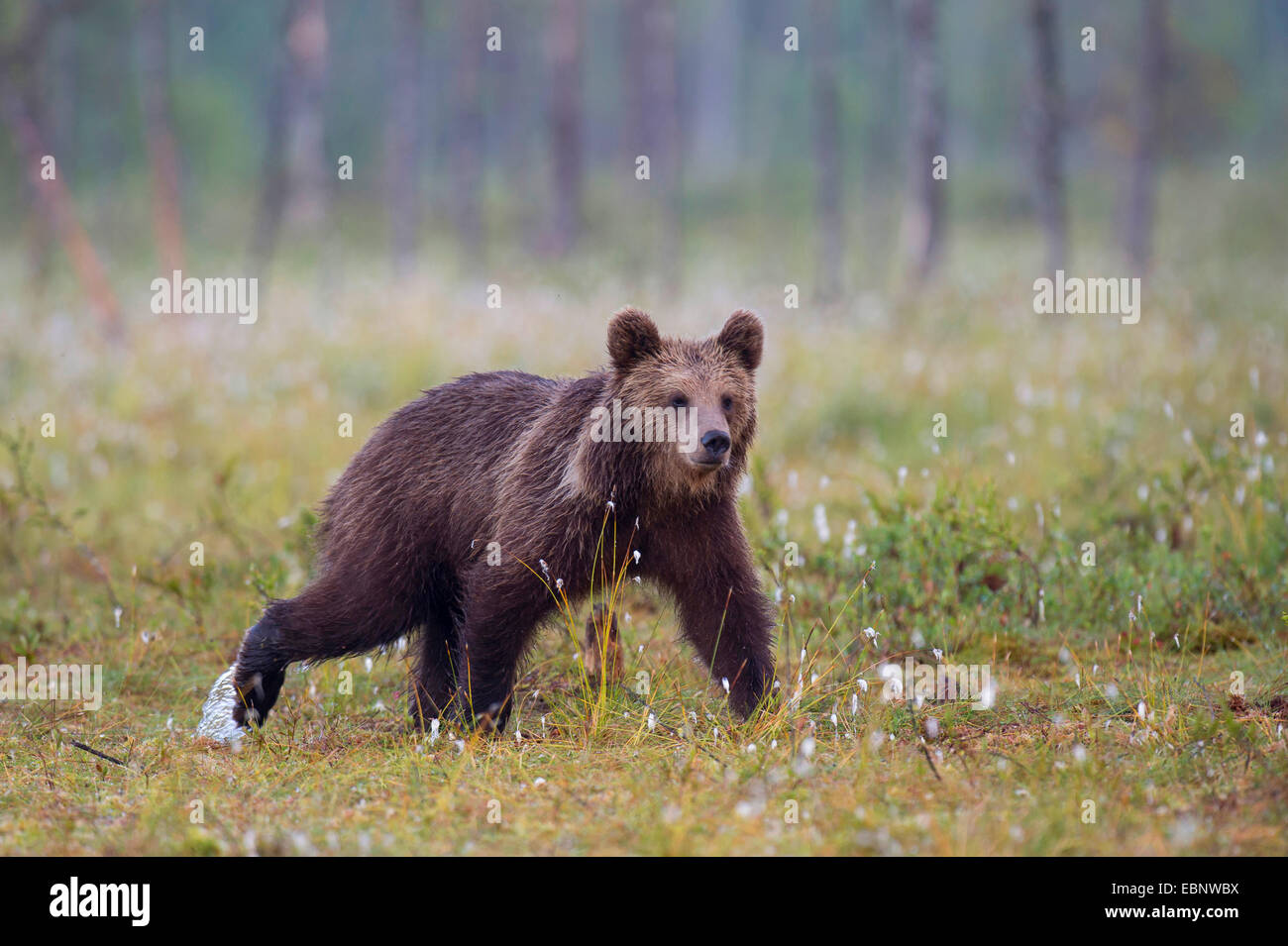L'ours brun (Ursus arctos arctos), dans un pré avec linaigrette de fructification, la Finlande, la Carélie, Suomussalmi Banque D'Images