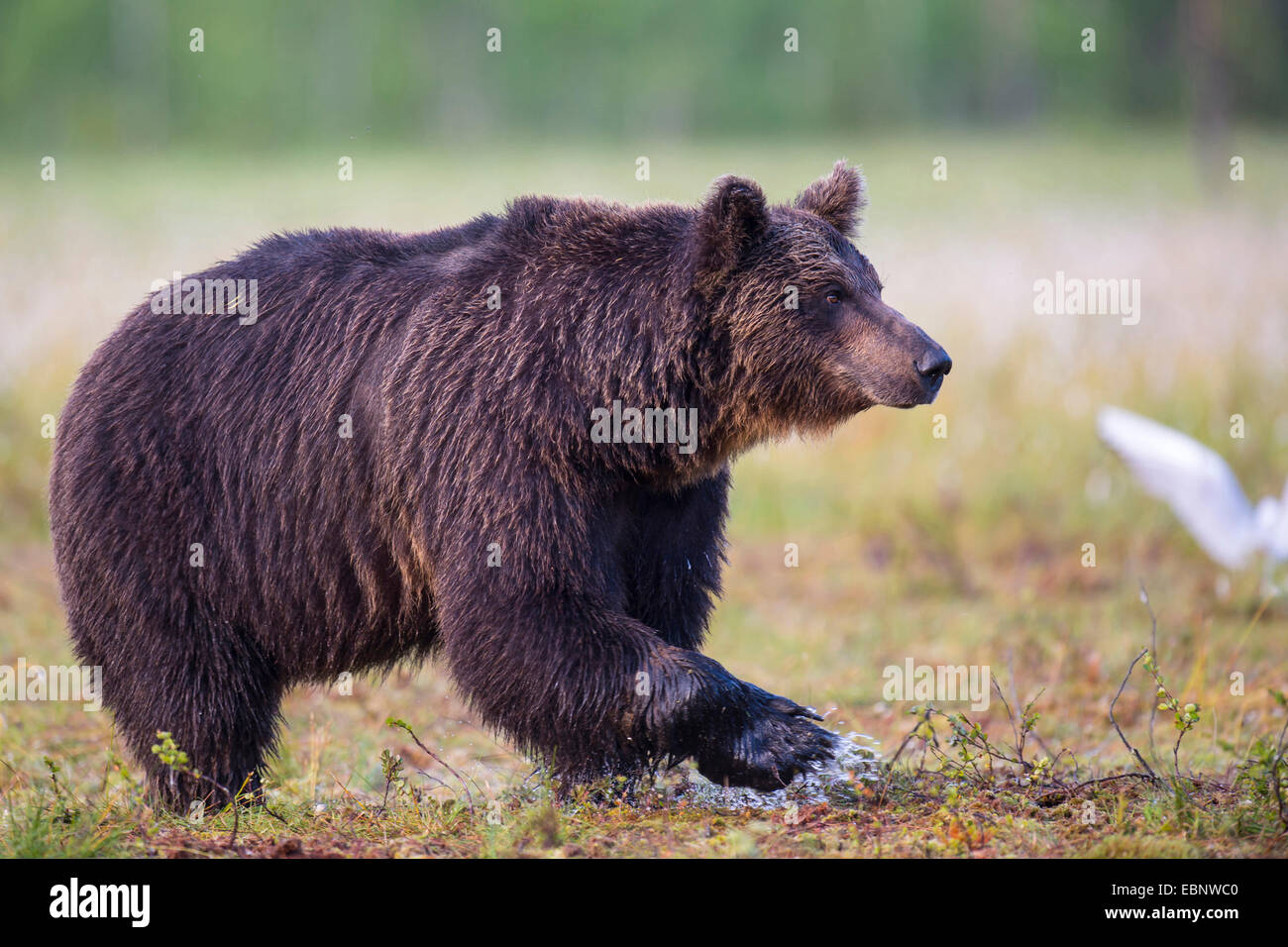 L'ours brun (Ursus arctos arctos), dans des milieux humides, la Finlande, la Carélie, Suomussalmi Banque D'Images