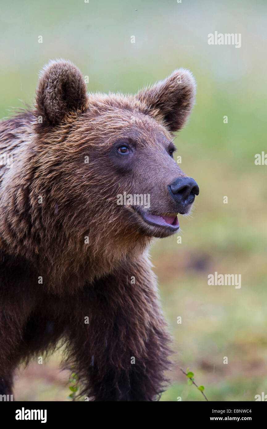 L'ours brun (Ursus arctos arctos), portrait, la Finlande, la Carélie, Suomussalmi Banque D'Images