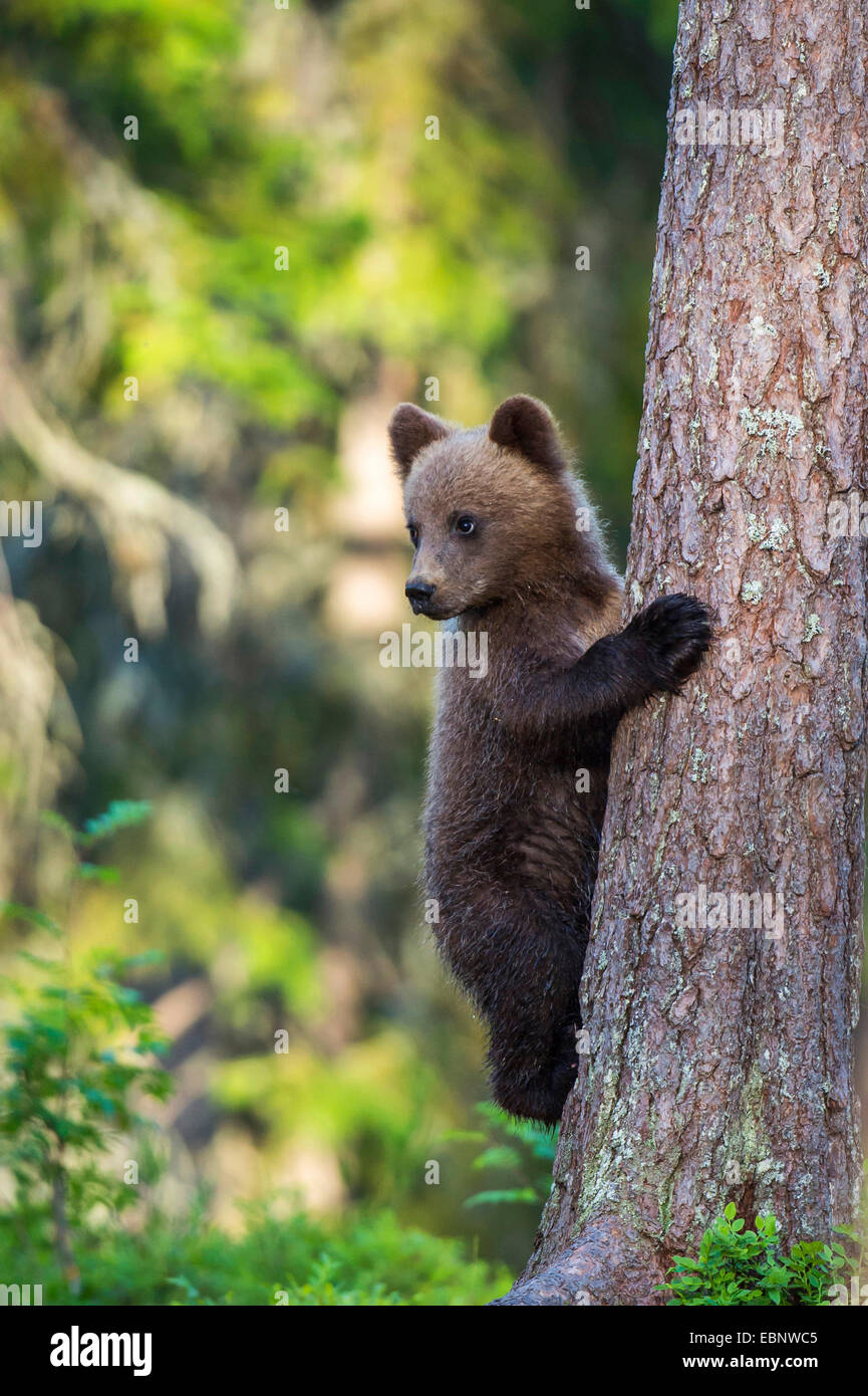 L'ours brun (Ursus arctos arctos), brown bear cub de grimper un arbre, la Finlande, la Carélie, Suomussalmi Banque D'Images