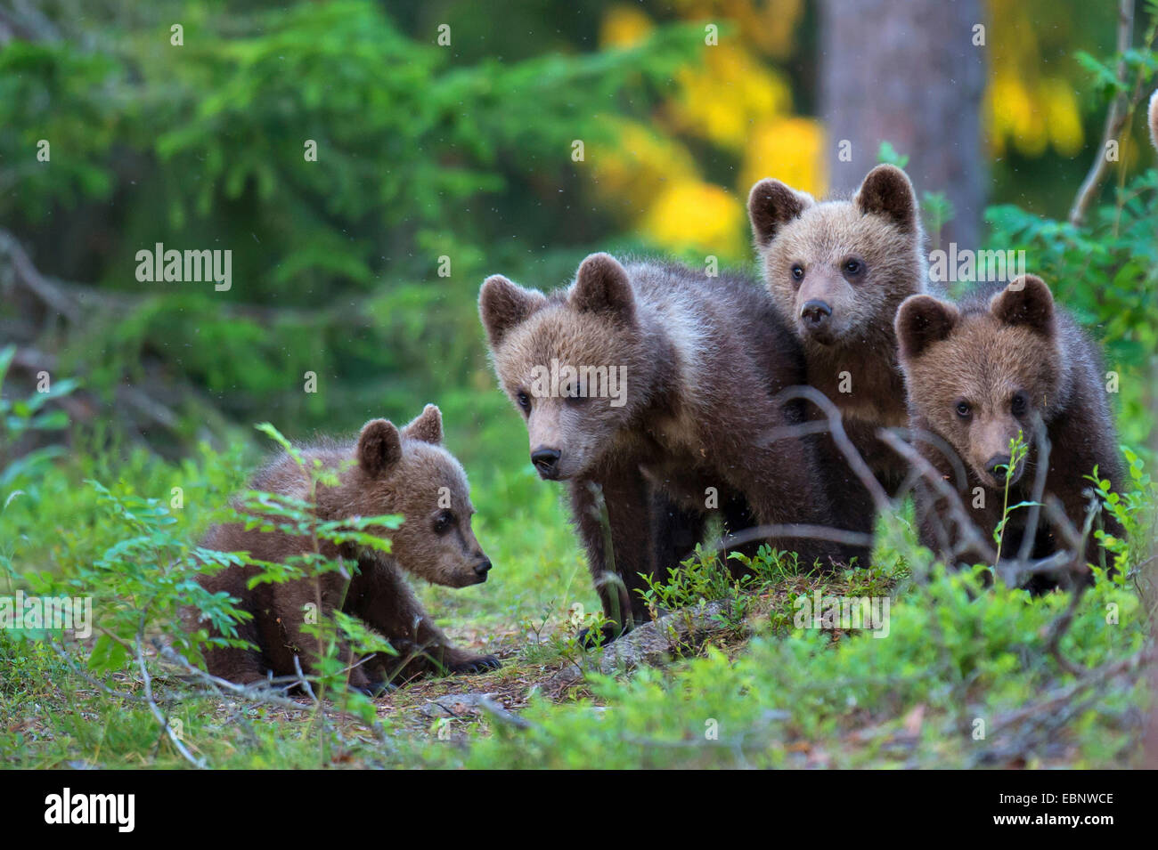 L'ours brun (Ursus arctos arctos), quatre jeunes ours bruns, la Finlande, la Carélie, Suomussalmi Banque D'Images