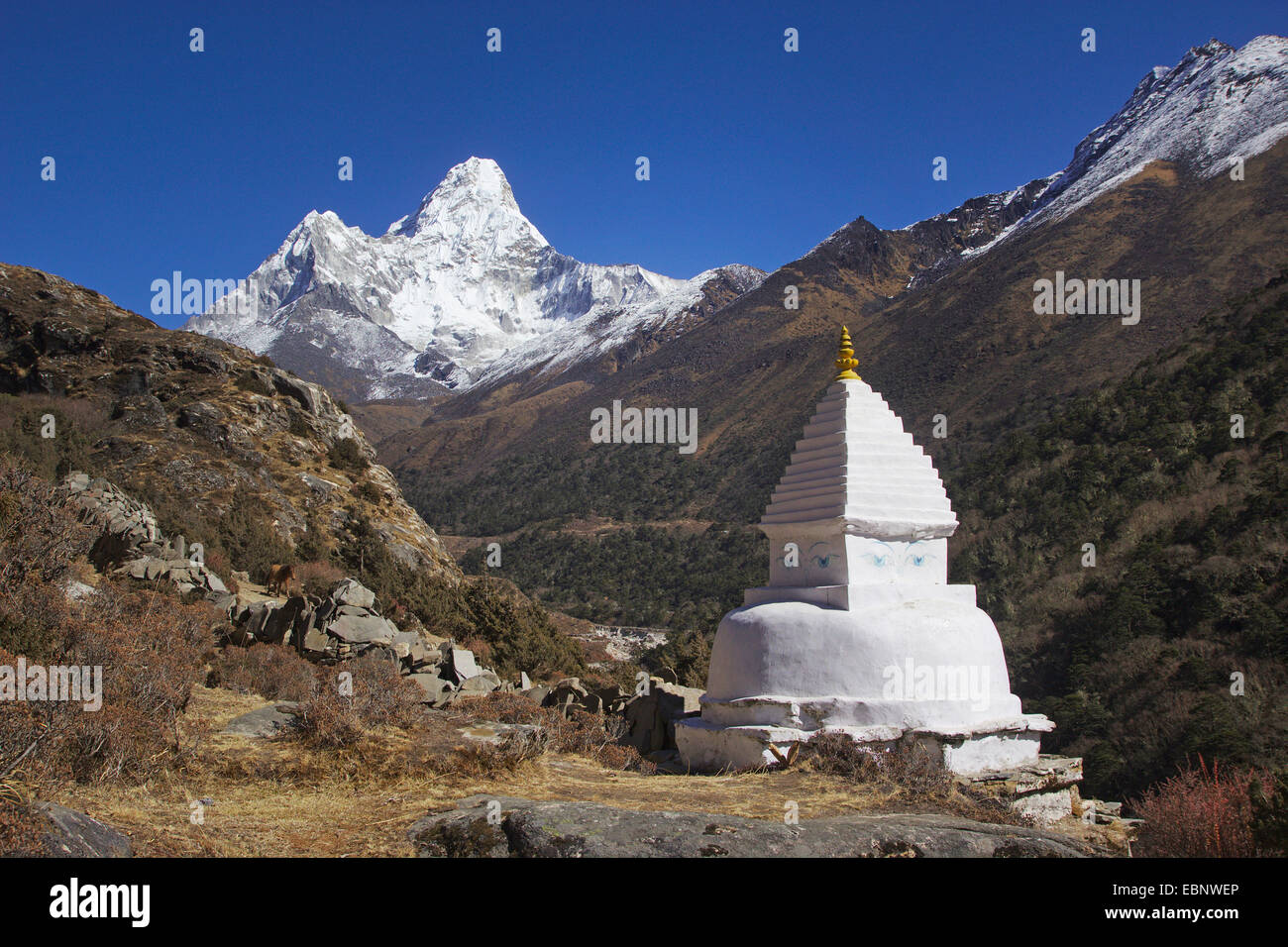 Vue de l'Ama Dablam, stupa en premier plan près de Pangbouche, Népal, Himalaya, Khumbu Himal Banque D'Images