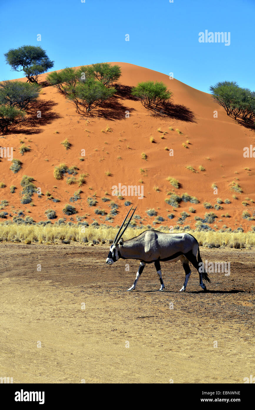 Gemsbok, Oryx gazella beisa (), balades en destert, la Namibie, le Parc National Namib Naukluft Banque D'Images