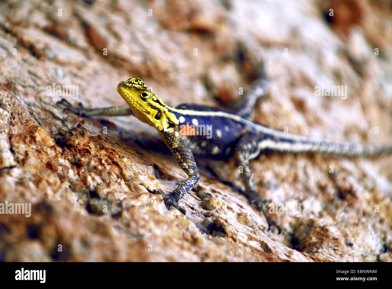 Agama commun, rock à tête rouge (Agama agama agama), assis sur une pierre, la Namibie Banque D'Images