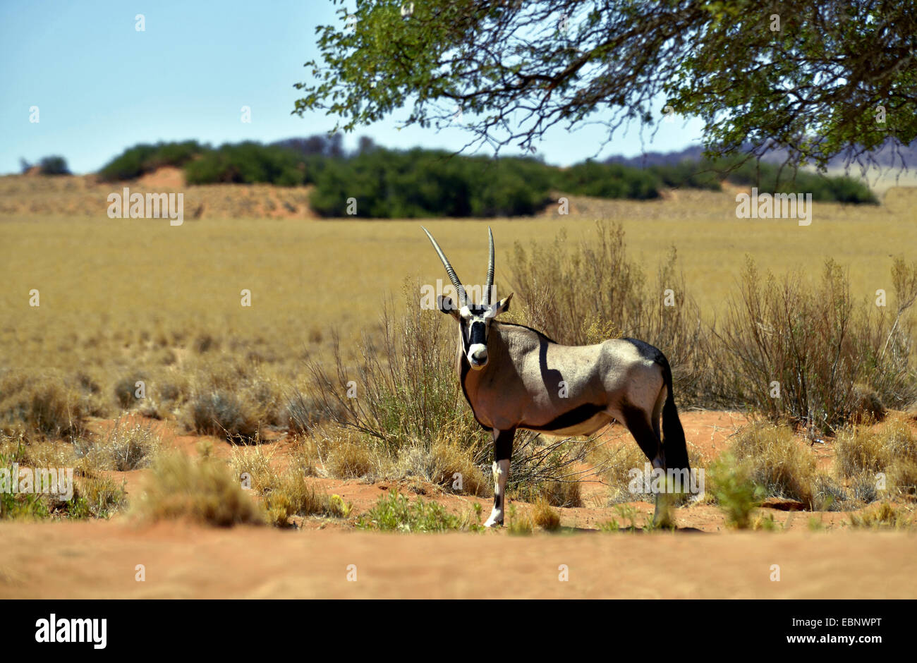 Gemsbok, Oryx gazella beisa (), dans l'habitat, la Namibie, le Parc National Namib Naukluft Banque D'Images